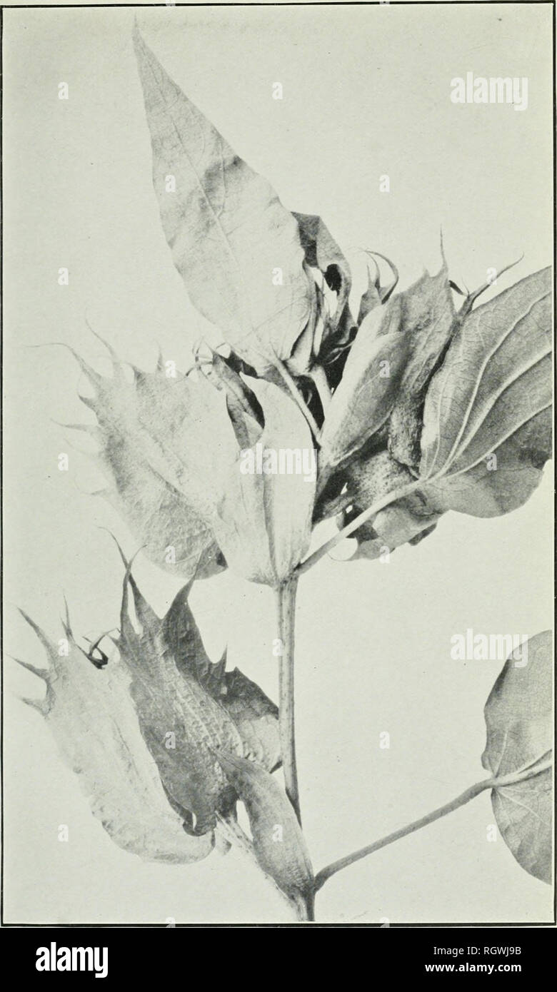 . Bollettino. 1901-13. Agricoltura; l'agricoltura. Bui. 221, Ufficio di presidenza di impiantistica industriale, U. S. Dipartimento di piastra informazioni agrico IV.. Fine del ramo fruttifero di cotone egiziano con anormalmente Stipules ingrandita e ridotta lame di balestra, senza lobi laterali. (Dimensione naturale.). Si prega di notare che queste immagini vengono estratte dalla pagina sottoposta a scansione di immagini che possono essere state migliorate digitalmente per la leggibilità - Colorazione e aspetto di queste illustrazioni potrebbero non perfettamente assomigliano al lavoro originale. Stati Uniti. Ufficio di presidenza dell'impiantistica industriale, suoli, e ingegneria agricola. Washington Govt. Stampa. Spento Foto Stock