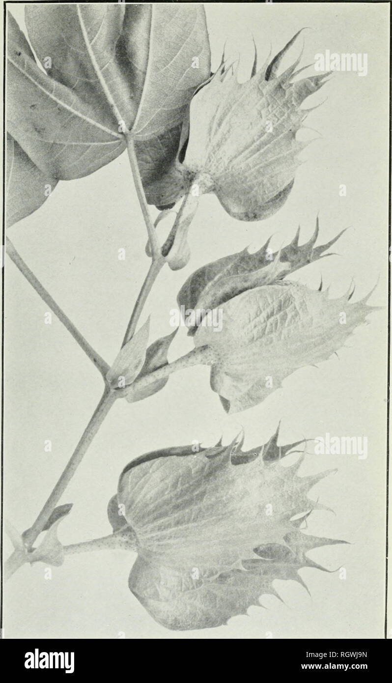 . Bollettino. 1901-13. Agricoltura; l'agricoltura. Bui. 221, Ufficio di presidenza di impiantistica industriale, U. S. Dipartimento di Agricoltura. Piastra III.. Fine del ramo fruttifero di cotone egiziano con foglie di normale, Stipules e involucral brattee. (Dimensione naturale.). Si prega di notare che queste immagini vengono estratte dalla pagina sottoposta a scansione di immagini che possono essere state migliorate digitalmente per la leggibilità - Colorazione e aspetto di queste illustrazioni potrebbero non perfettamente assomigliano al lavoro originale. Stati Uniti. Ufficio di presidenza dell'impiantistica industriale, suoli, e ingegneria agricola. Washington Govt. Stampa. Spento Foto Stock