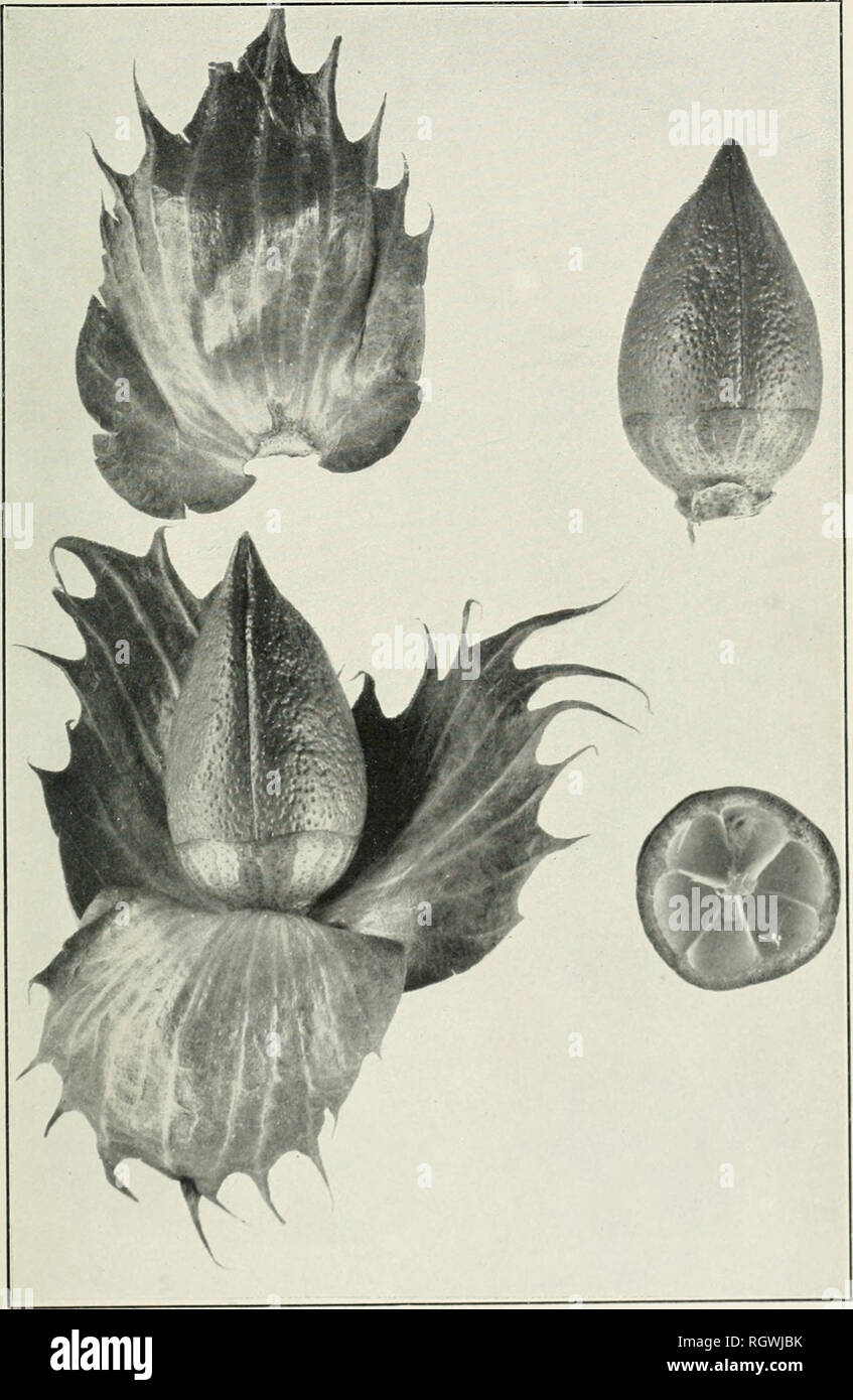 . Bollettino. 1901-13. Agricoltura; l'agricoltura. Bui. 200, Ufficio di presidenza di impiantistica industriale, U. S. Dipartimento di Agricoltura. Piastra IV.. Tipico Bolls e brattee del Somerton Varietà di acclimatati in cotone egiziano. Mi si naturale. Si prega di notare che queste immagini vengono estratte dalla pagina sottoposta a scansione di immagini che possono essere state migliorate digitalmente per la leggibilità - Colorazione e aspetto di queste illustrazioni potrebbero non perfettamente assomigliano al lavoro originale. Stati Uniti. Ufficio di presidenza dell'impiantistica industriale, suoli, e ingegneria agricola. Washington Govt. Stampa. Spento Foto Stock