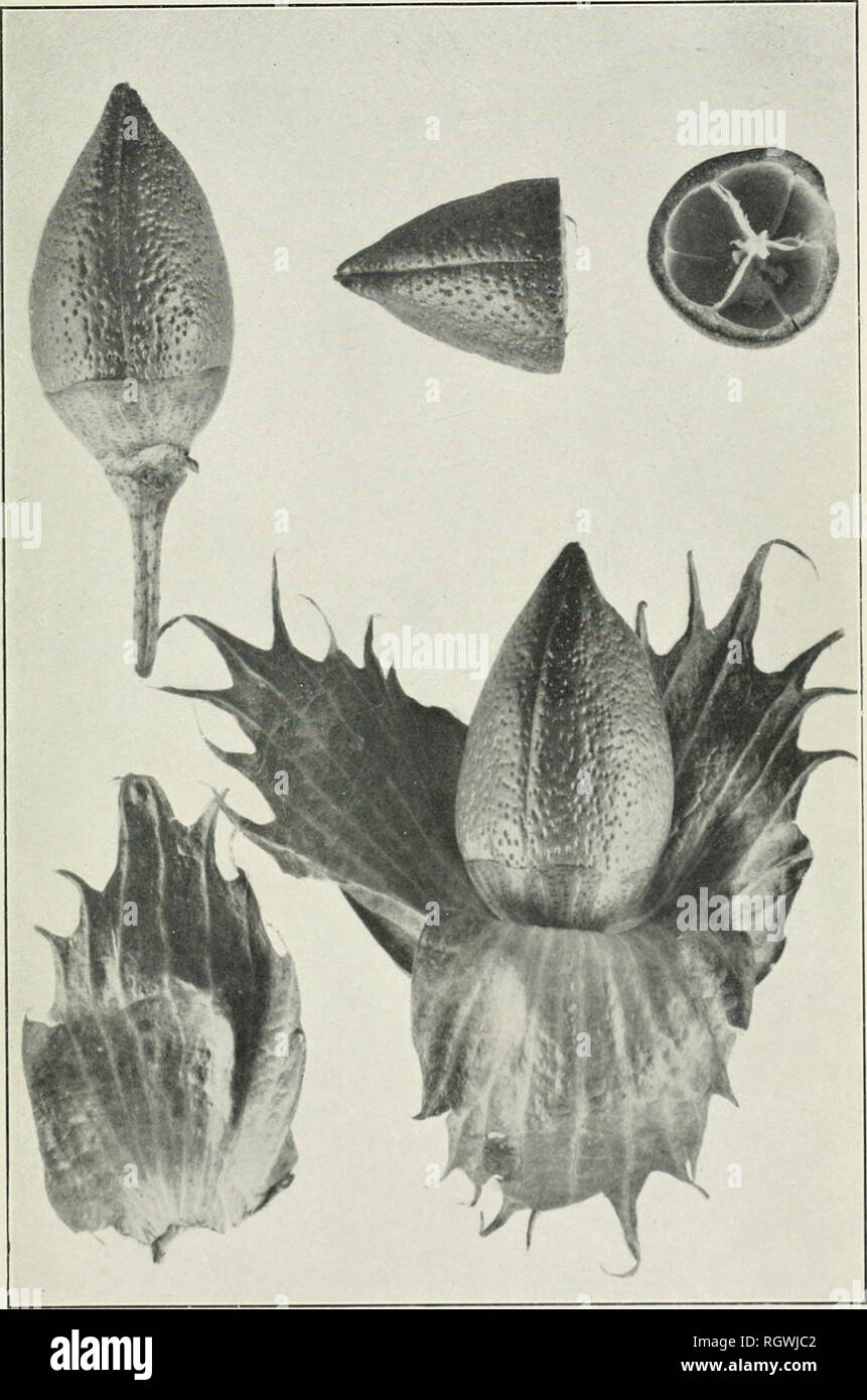 . Bollettino. 1901-13. Agricoltura; l'agricoltura. Bui. 200, Ufficio di presidenza di impiantistica industriale, U. S. Dipartimento di Agricoltura. Piastra III.. Tipico Bolls e brattee del Yuma Varietà di acclimatati in cotone egiziano. ho mzi naturale-.). Si prega di notare che queste immagini vengono estratte dalla pagina sottoposta a scansione di immagini che possono essere state migliorate digitalmente per la leggibilità - Colorazione e aspetto di queste illustrazioni potrebbero non perfettamente assomigliano al lavoro originale. Stati Uniti. Ufficio di presidenza dell'impiantistica industriale, suoli, e ingegneria agricola. Washington Govt. Stampa. Spento Foto Stock