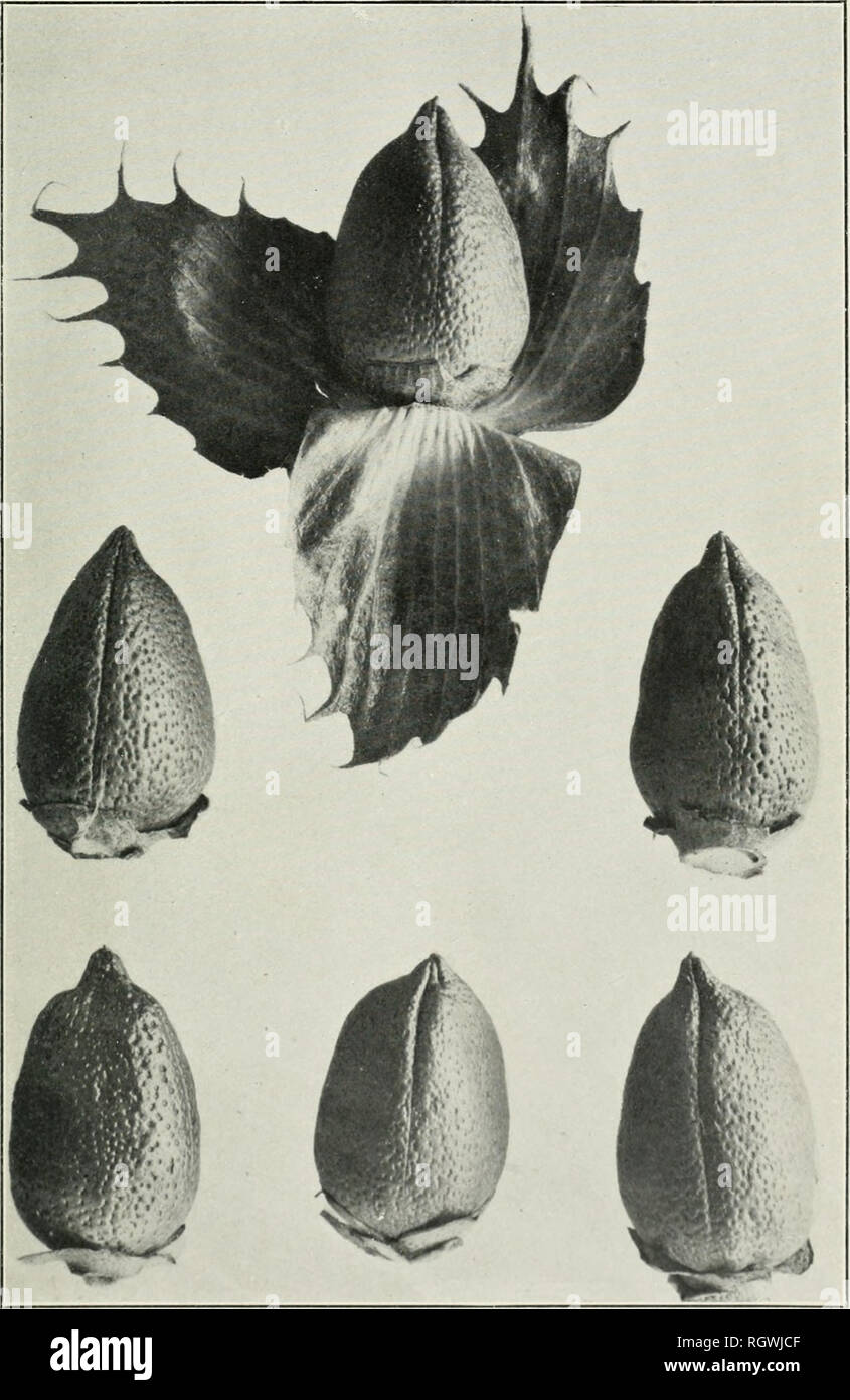 . Bollettino. 1901-13. Agricoltura; l'agricoltura. Bui. 200, Ufficio di presidenza di impiantistica industriale, il brevetto statunitense n. S Dipartimento di Agricoltura. Piastra II.. Tipico Bolls e brattee del MIT Afifi il cotone Egiziano cresciute da seme importati. miural dimensioni i. Si prega di notare che queste immagini vengono estratte dalla pagina sottoposta a scansione di immagini che possono essere state migliorate digitalmente per la leggibilità - Colorazione e aspetto di queste illustrazioni potrebbero non perfettamente assomigliano al lavoro originale. Stati Uniti. Ufficio di presidenza dell'impiantistica industriale, suoli, e ingegneria agricola. Washington Govt. Stampa. Spento Foto Stock