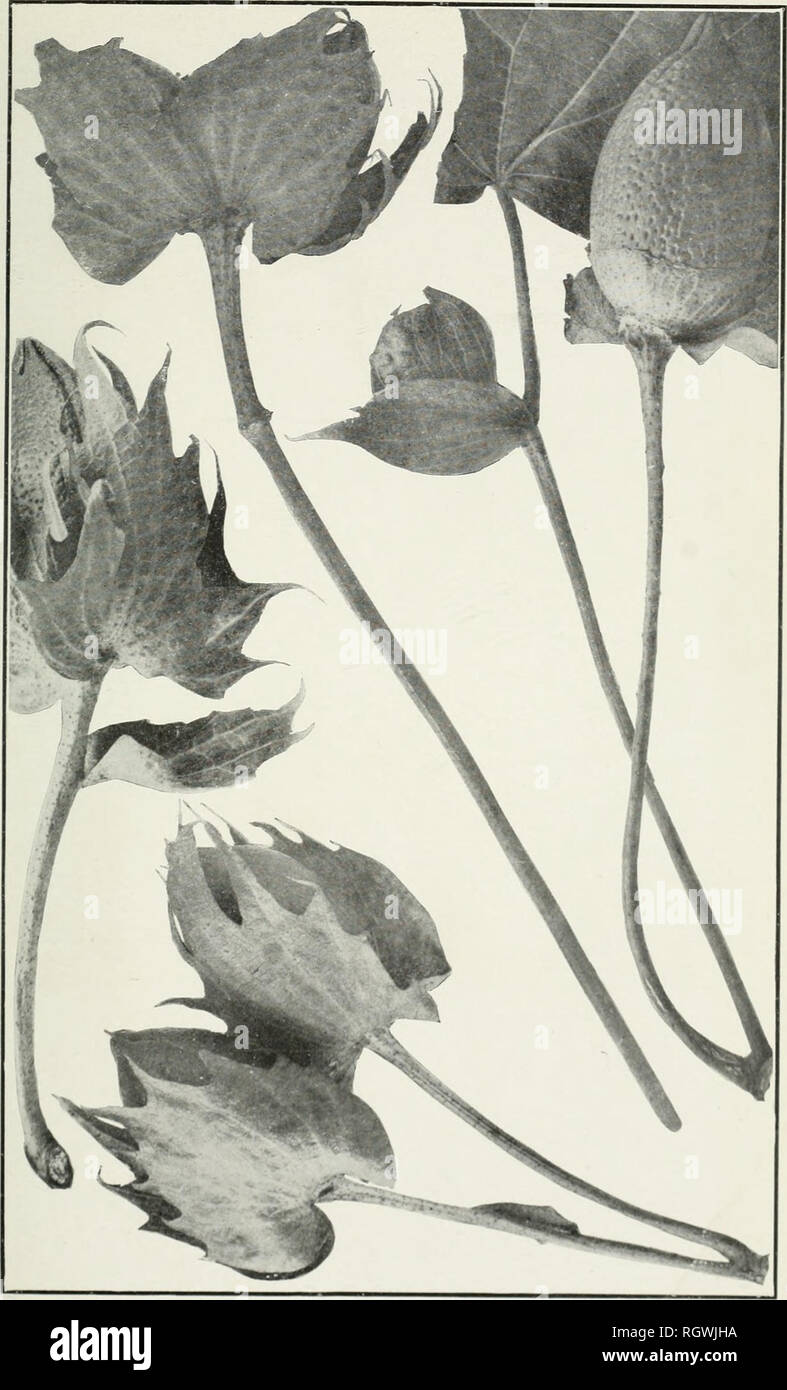 . Bollettino. 1901-13. Agricoltura; l'agricoltura. Bui. 198, Ufficio di presidenza di impiantistica industriale, U. S. Dipartimento di Agricoltura. Piastra II.. Bolls prodotte su brevi rami ascellare di cotone egiziano. [NnI urna mi gj i. Si prega di notare che queste immagini vengono estratte dalla pagina sottoposta a scansione di immagini che possono essere state migliorate digitalmente per la leggibilità - Colorazione e aspetto di queste illustrazioni potrebbero non perfettamente assomigliano al lavoro originale. Stati Uniti. Ufficio di presidenza dell'impiantistica industriale, suoli, e ingegneria agricola. Washington Govt. Stampa. Spento Foto Stock