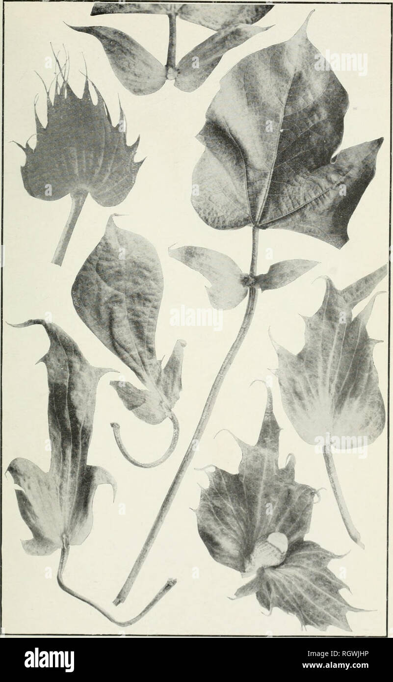 . Bollettino. 1901-13. Agricoltura; l'agricoltura. 1 lug. 93, l' Ufficio di presidenza di impiantistica industriale, U. S. Dipartimento di piastra informazioni agrico I.. Rami anormale e Involucres di cotone egiziano. [ Dimensione naturale.]. Si prega di notare che queste immagini vengono estratte dalla pagina sottoposta a scansione di immagini che possono essere state migliorate digitalmente per la leggibilità - Colorazione e aspetto di queste illustrazioni potrebbero non perfettamente assomigliano al lavoro originale. Stati Uniti. Ufficio di presidenza dell'impiantistica industriale, suoli, e ingegneria agricola. Washington Govt. Stampa. Spento Foto Stock
