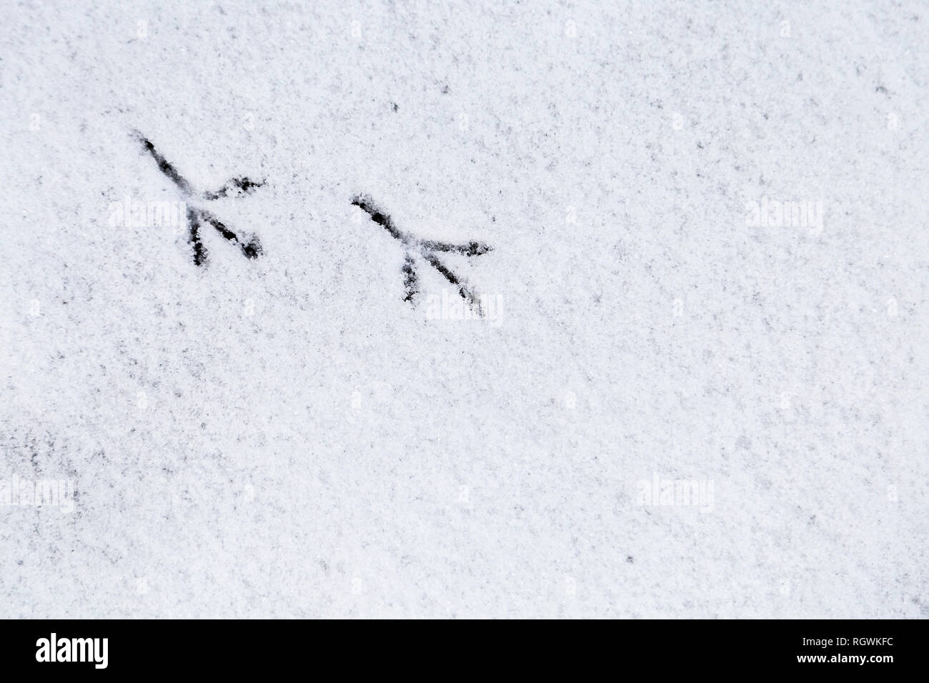 Bird Orme nella neve in inverno Foto Stock