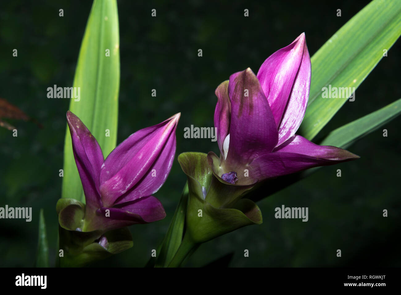 Siam tulip (Curcuma alismatifolia) Foto Stock