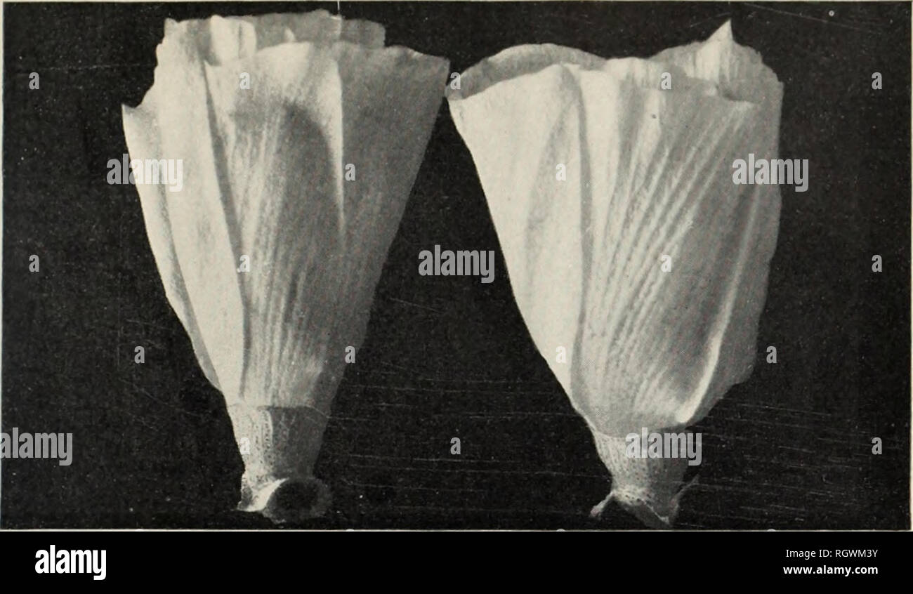 . Bollettino. 1901-13. Agricoltura; l'agricoltura. Bui. 156, Ufficio di presidenza di impiantistica industriale, U. S. Dipartimento di Agricoltura. Piastra VI.. Fig. 1.-fiore di cotone egiziano e fiore di Egyptian-Upland ibrido. (Dimensione naturale.). Si prega di notare che queste immagini vengono estratte dalla pagina sottoposta a scansione di immagini che possono essere state migliorate digitalmente per la leggibilità - Colorazione e aspetto di queste illustrazioni potrebbero non perfettamente assomigliano al lavoro originale. Stati Uniti. Ufficio di presidenza dell'impiantistica industriale, suoli, e ingegneria agricola. Washington Govt. Stampa. Spento Foto Stock