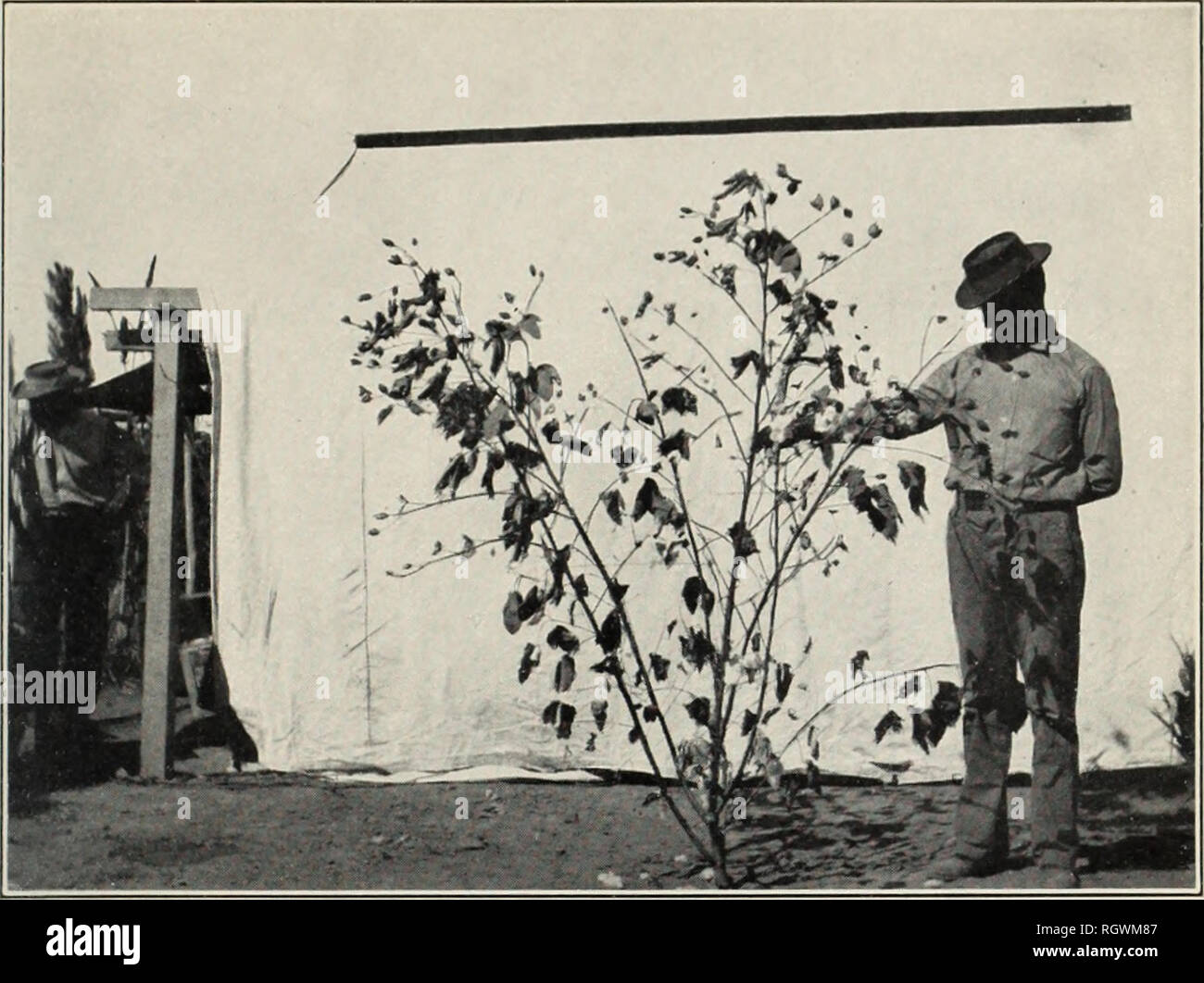. Bollettino. 1901-13. Agricoltura; l'agricoltura. Bui. 156, Ufficio di presidenza di impiantistica industriale, U. S. Dipartimento di Agricoltura. La piastra I!. Fig. 1.-moderatamente stabilimento produttivo di cotone egiziano, con sia vegetativa e la fruttificazione rami ben sviluppato. Si prega di notare che queste immagini vengono estratte dalla pagina sottoposta a scansione di immagini che possono essere state migliorate digitalmente per la leggibilità - Colorazione e aspetto di queste illustrazioni potrebbero non perfettamente assomigliano al lavoro originale. Stati Uniti. Ufficio di presidenza dell'impiantistica industriale, suoli, e ingegneria agricola. Washington Govt. Stampa. Spento Foto Stock