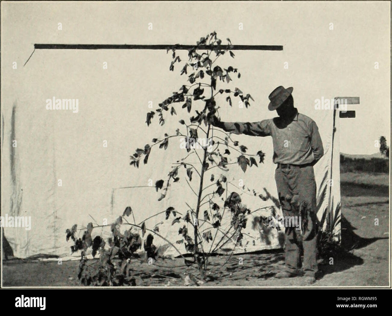 . Bollettino. 1901-13. Agricoltura; l'agricoltura. Bui. 156, Ufficio di presidenza di impiantistica industriale, U S Dipartimento di Agrlcultur piastra. Fig. 1.-fertile pianta di cotone egiziano, che mostra una forte peduncolo centrale e lungo i rami fruttiferi.. Si prega di notare che queste immagini vengono estratte dalla pagina sottoposta a scansione di immagini che possono essere state migliorate digitalmente per la leggibilità - Colorazione e aspetto di queste illustrazioni potrebbero non perfettamente assomigliano al lavoro originale. Stati Uniti. Ufficio di presidenza dell'impiantistica industriale, suoli, e ingegneria agricola. Washington Govt. Stampa. Spento Foto Stock