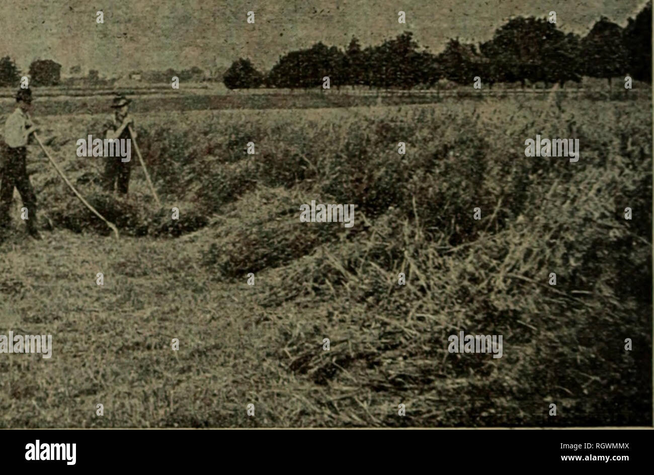 . Bollettino. 1901-13. Agricoltura; l'agricoltura. 20 pratica agricola con colture foraggere IN OREGON, ecc su swath appena tagliato e lo trattiene in modo che il pattino della barra falce scivola oltre con poco o nessun intasamento. In questo modo la striscia su cui le ruote del tosaerba sono in esecuzione viene tagliato in due di nuovo e un altro pulire la striscia è anche tagliare allo stesso tempo. Il taglio di ogni striscia in due volte due rende la manipolazione del fieno molto più facile. Dopo il taglio del fieno può essere indurito e manipolati nel solito waLj. La coltura da seme. È molto difficile separare i semi di grano o di segala di veccia semi, w^entre quelle o Foto Stock