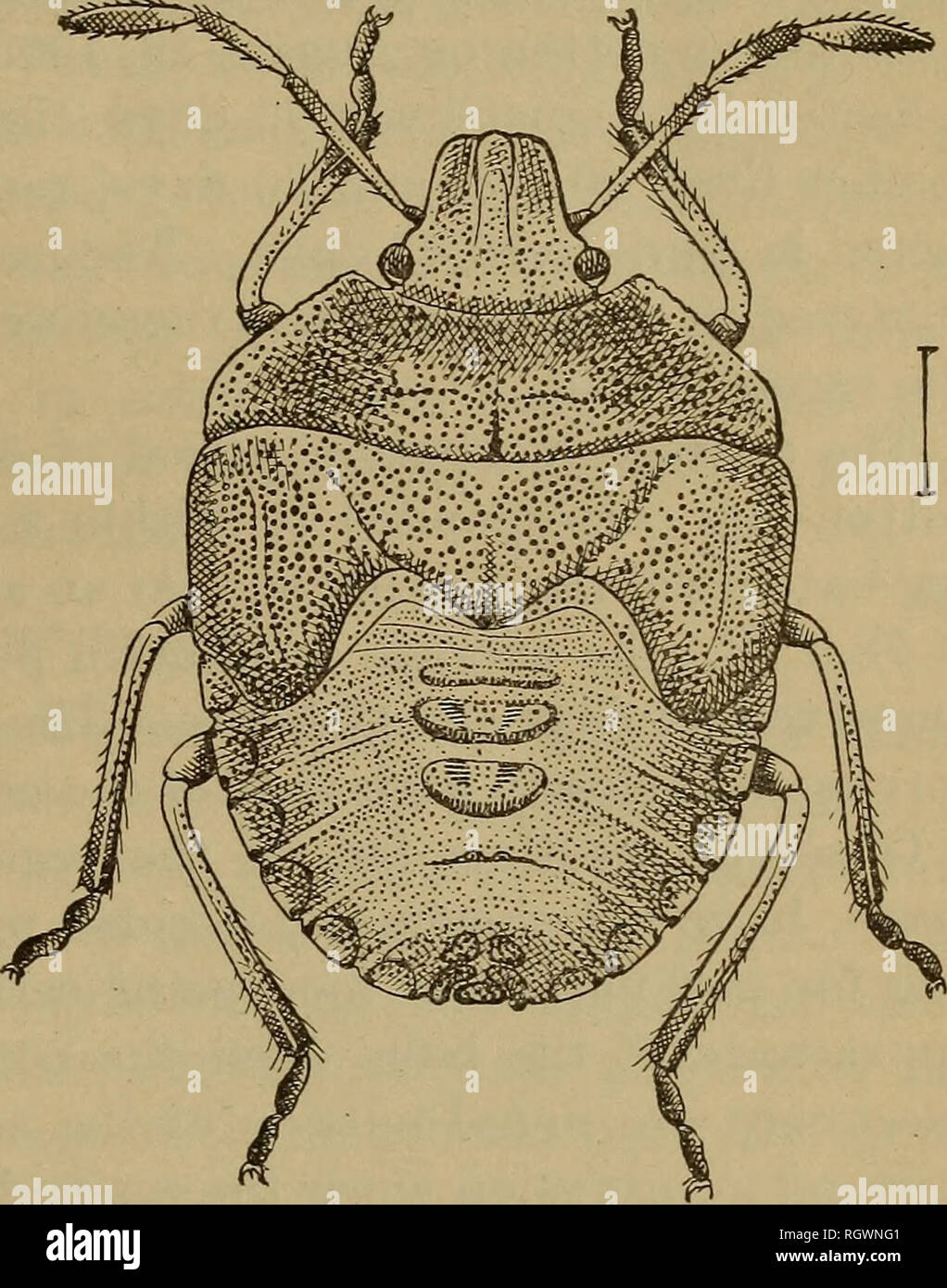 . Bollettino. Insetti; pesti di insetto; Entomologia; insetti; pesti di insetto; Entomologia. PENTATOMID BUG DEL GENERE EUSCHISTUS. 75 IL COTONE marrone-bug. (Euschistus servus dire.) la distribuzione. Il dott. p. K. Uhler membri" che Euschistus servus (PI. I, fig. 2; il testo figg. 12, 13) abita in Texas, Nuovo Messico, Cahfornia, ''Dakota", Ilhnois, Maryland e il sud degli Stati Uniti in generale. Il sig. E. P. VAN Duzee, che possiede la più ampia collezione di penta- toniidse d'America, Stati ^ che egli non ha visto i tipi di questa specie dal nord del New Jersey e Ohio o a ovest di Kansas, Texas, e e Foto Stock