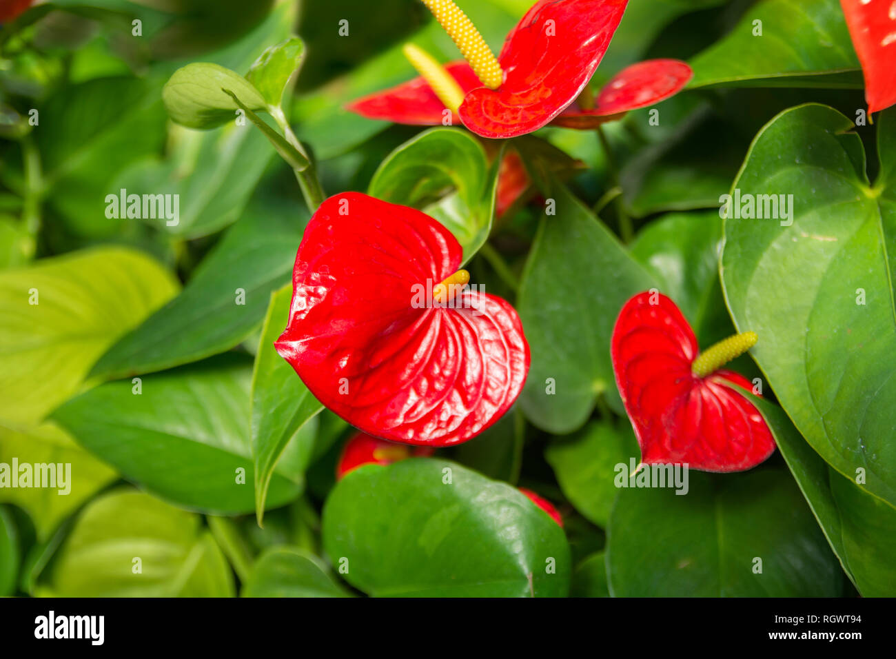 Fotografia macro di Foto Stock