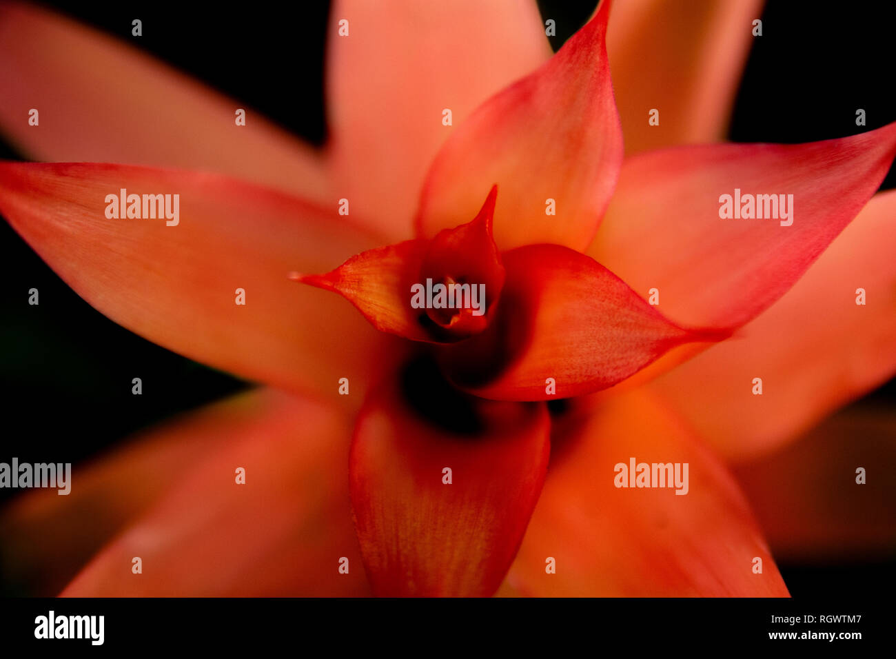 Fotografia macro di Foto Stock