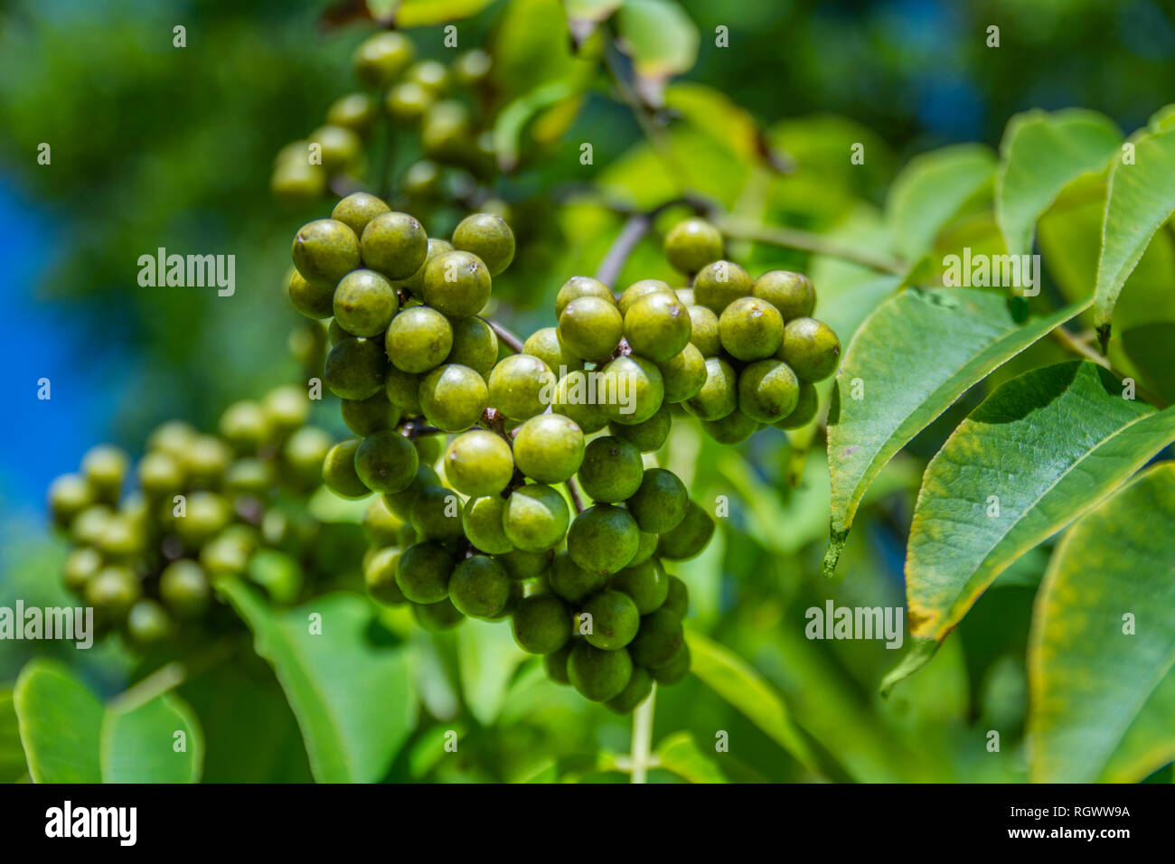 Fotografia macro di Foto Stock