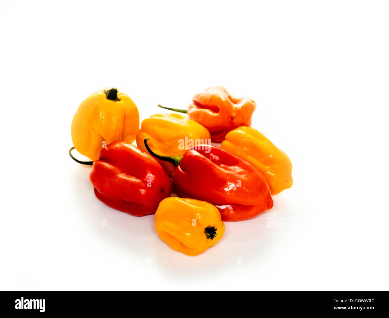 Peperoncino Habanero piccolo peperoncino rosso su sfondo bianco. Foto Stock
