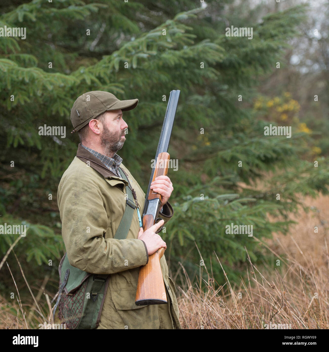 Uomo con fucile su un fagiano shoot Foto Stock