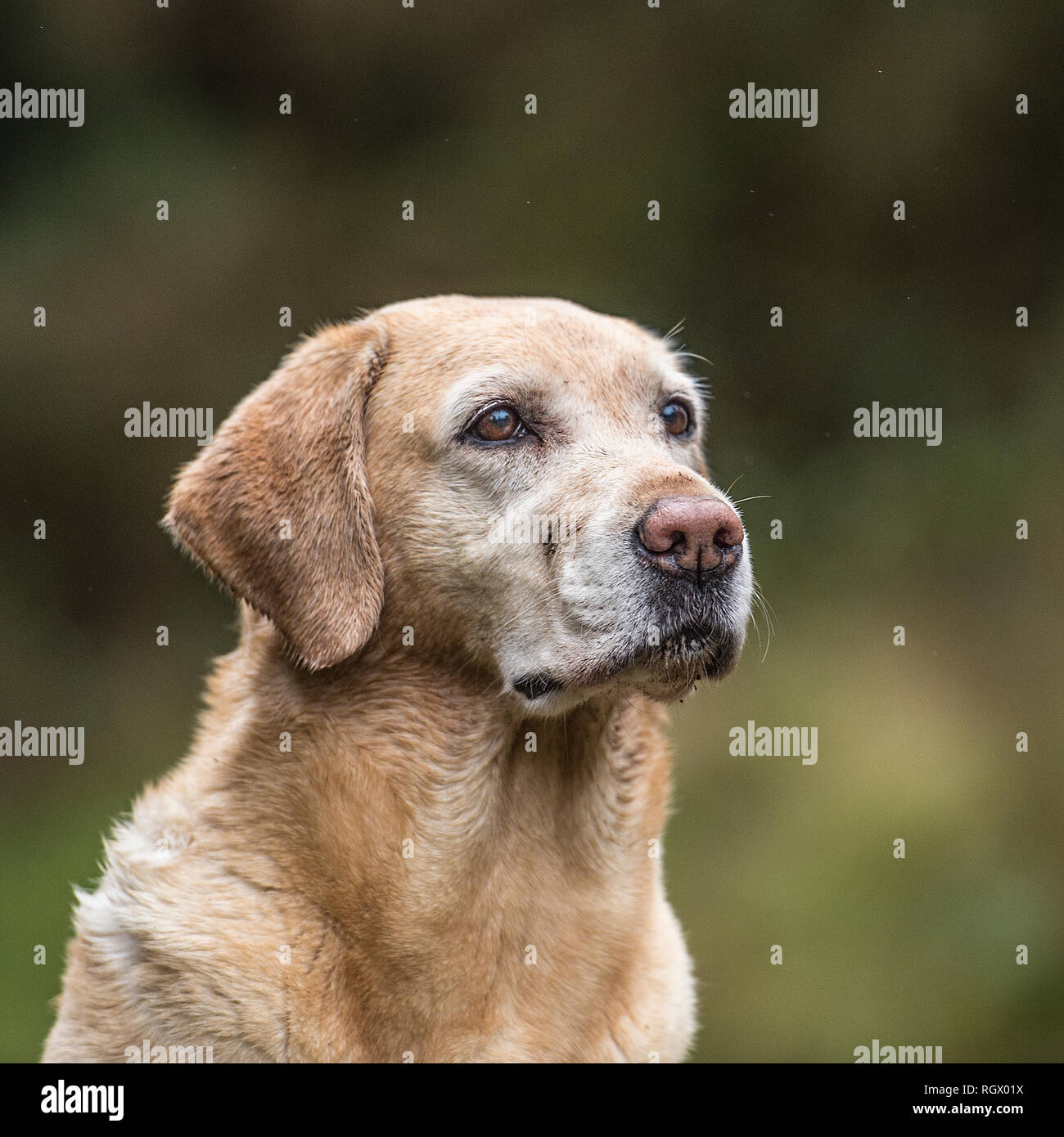 Giallo Labrador retriever cane Foto Stock