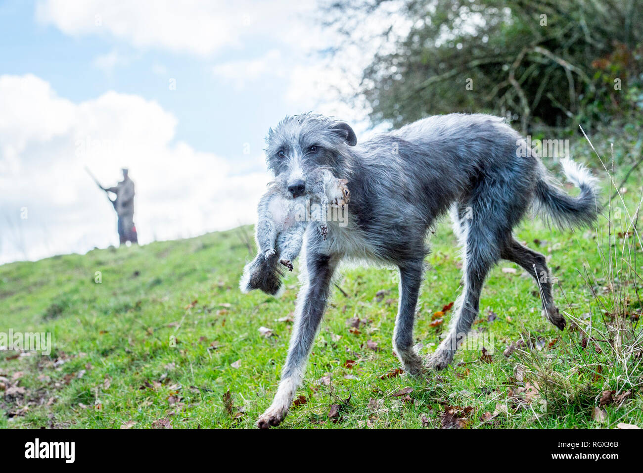 Lurcher portando lo scoiattolo Foto Stock