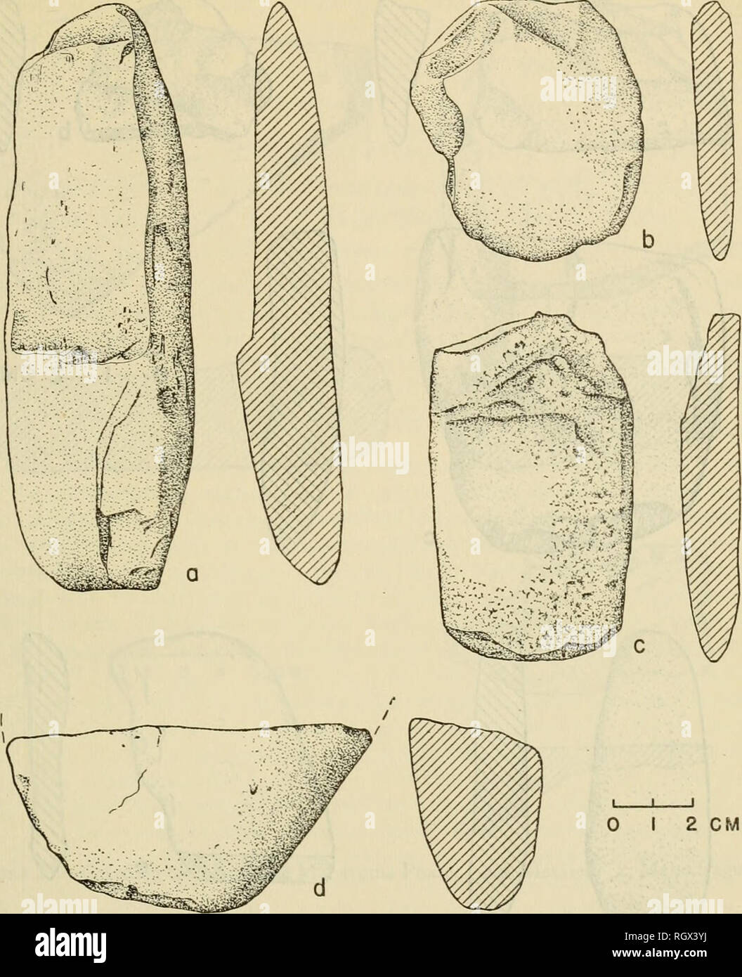 . Bollettino. Etnologia. Evans e Meggers] ARCHEOLOGIA IN Guiana britannica 83. 2 CM di figura 27.-artefatti di pietra della fase Mabaruma, a-b, choppers, c-d, Hammerstones. forma rettangolare allungata. Il bordo di scavo è irregolare, che variano in larghezza da 3,0 a 5,0 cm. L'elevata lucidatura da abrasione nella sporcizia si estende lungo il gambo della zappa per quanto da 2 a 3 cm. Dimen- tanze sono 10 a 15 cm., da 4 a 6 cm di larghezza e 1,3 a 3,5 cm. di spessore. Coltello^ lucidato (fig. 28, e).-UNA GRANDE percussione-strike flake di belle- grana fine misurazione quarzite 4.6 cm., 2,5 cm di larghezza e 5 a 9 mm di spessore ha uno dei th Foto Stock