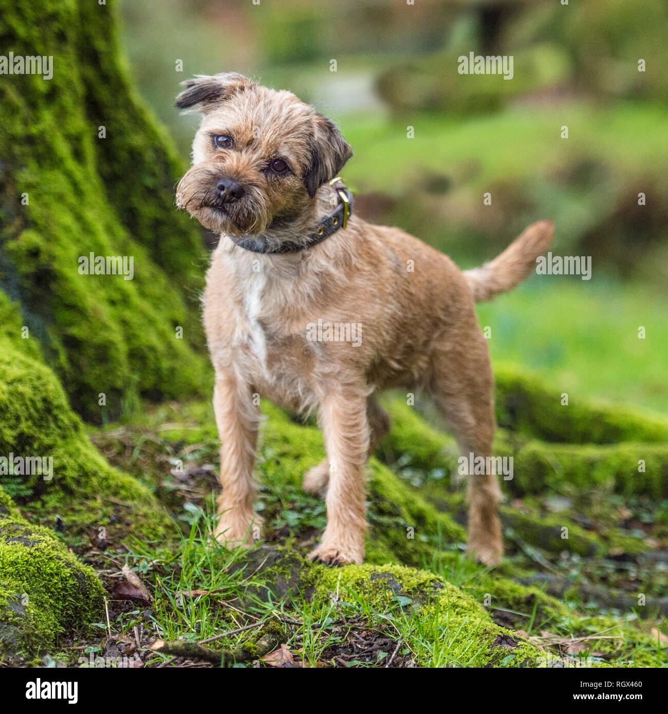 Border terrier Foto Stock