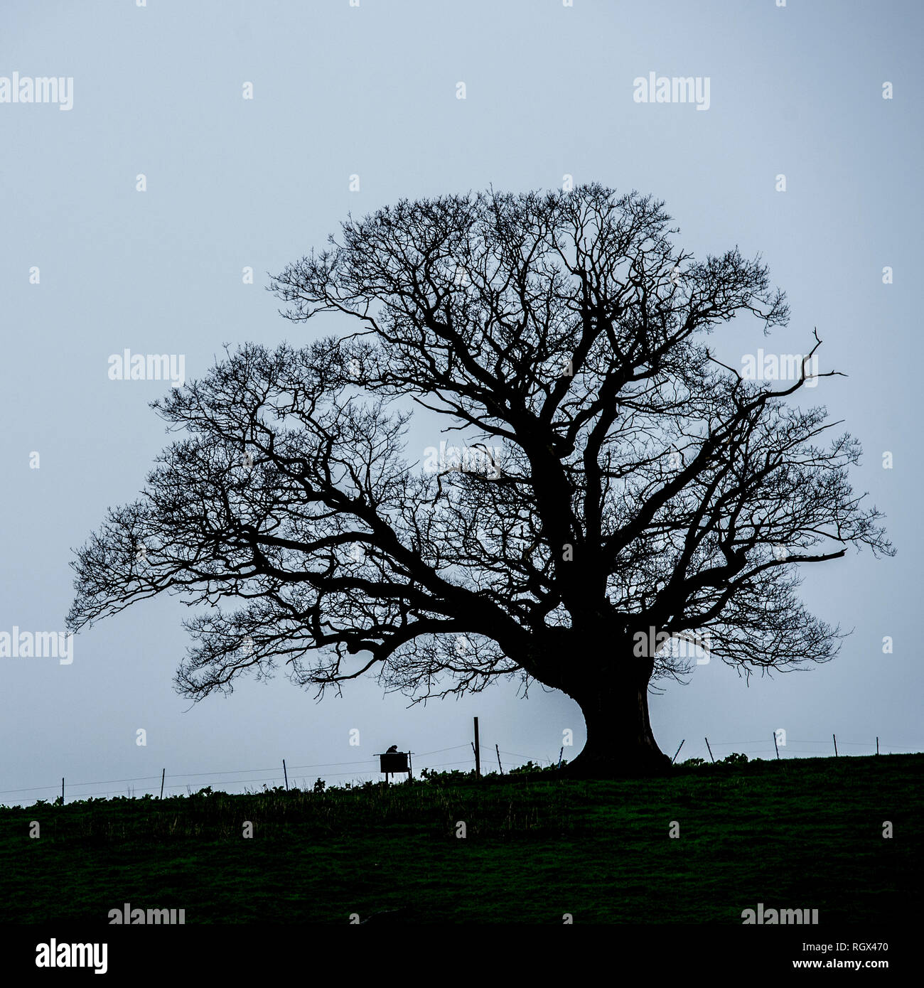 Spooky quercia Foto Stock
