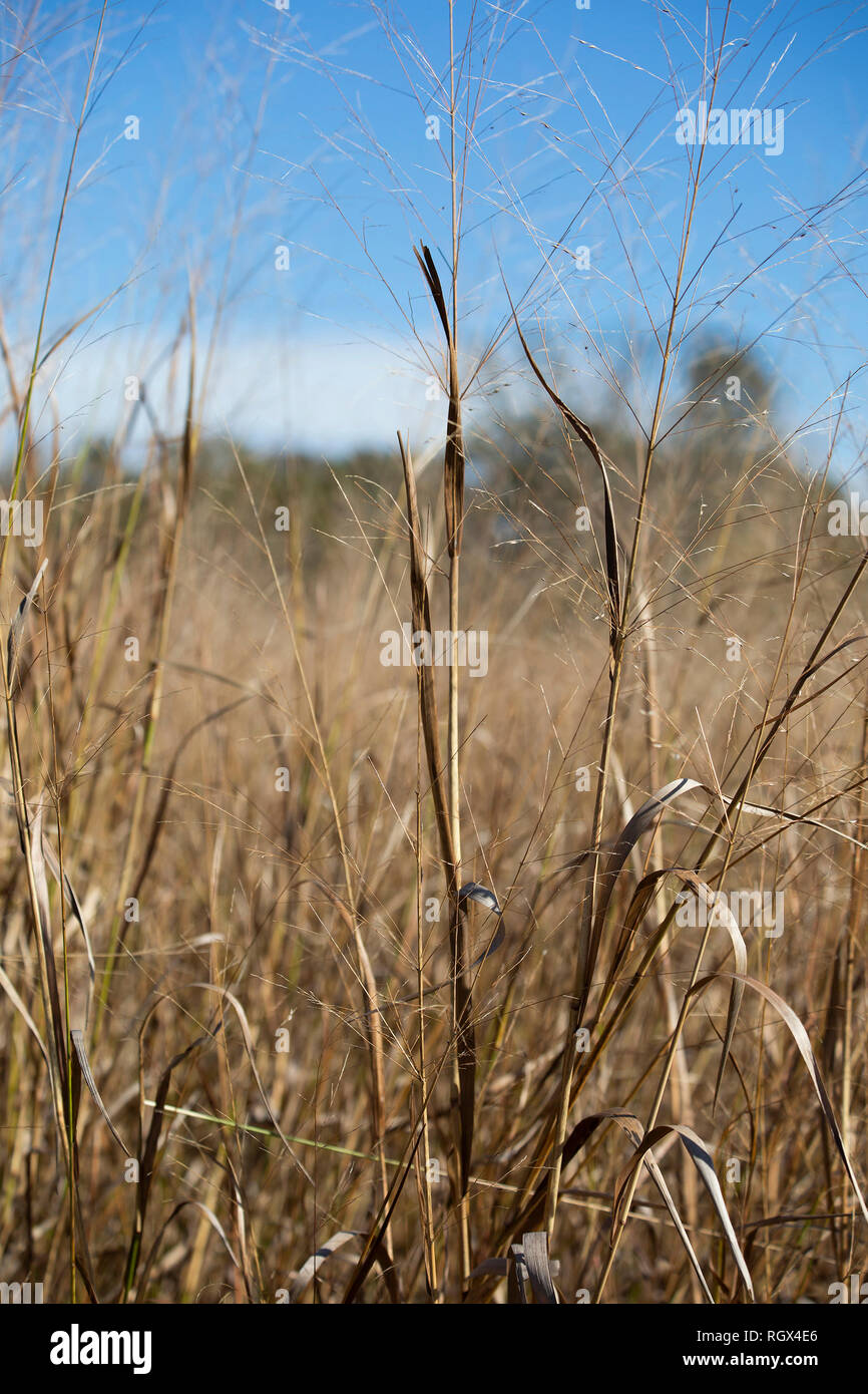 Close up essiccato, marrone prairie erba crescente Foto Stock