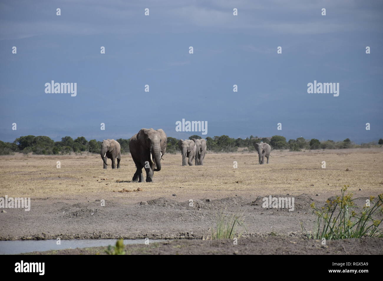 Branco di elefanti per andare per un drink Foto Stock