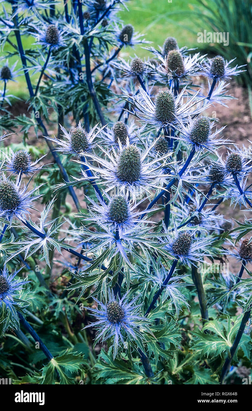 Letto di eryngium alpinum Blue Star in pieno fiore chiamato anche mare Holly ed è una pianta erbacea perenne che è completamente hardy Foto Stock