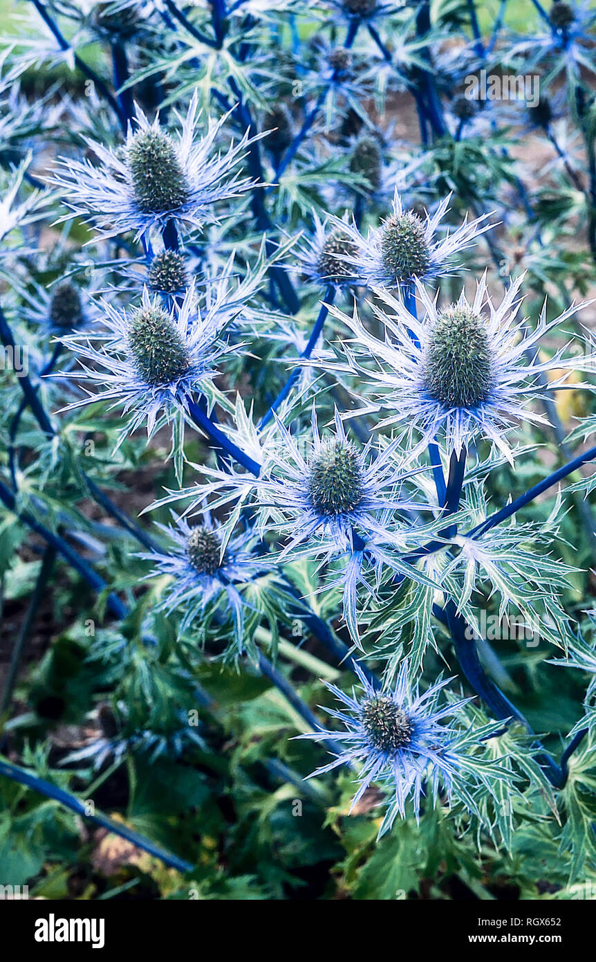 Letto di eryngium alpinum Blue Star in pieno fiore chiamato anche mare Holly ed è una pianta erbacea perenne che è completamente hardy Foto Stock