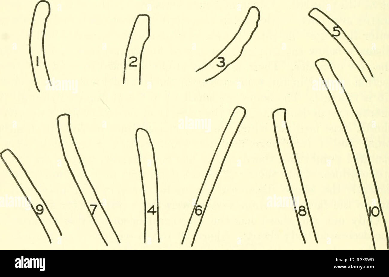 Bollettino Etnologia Ig2 Figube 20 Sezione Sherds A Quelli Su No 21a Della Stessa Figura Che