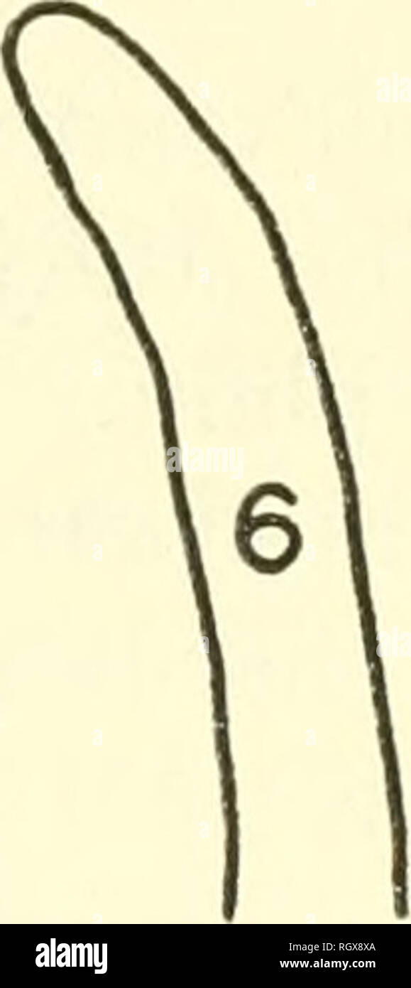 . Bollettino. Etnologia. r. D. Si prega di notare che queste immagini vengono estratte dalla pagina sottoposta a scansione di immagini che possono essere state migliorate digitalmente per la leggibilità - Colorazione e aspetto di queste illustrazioni potrebbero non perfettamente assomigliano al lavoro originale. Smithsonian Institution. Ufficio di presidenza di Etnologia americana. Washington : G. P. O. Foto Stock