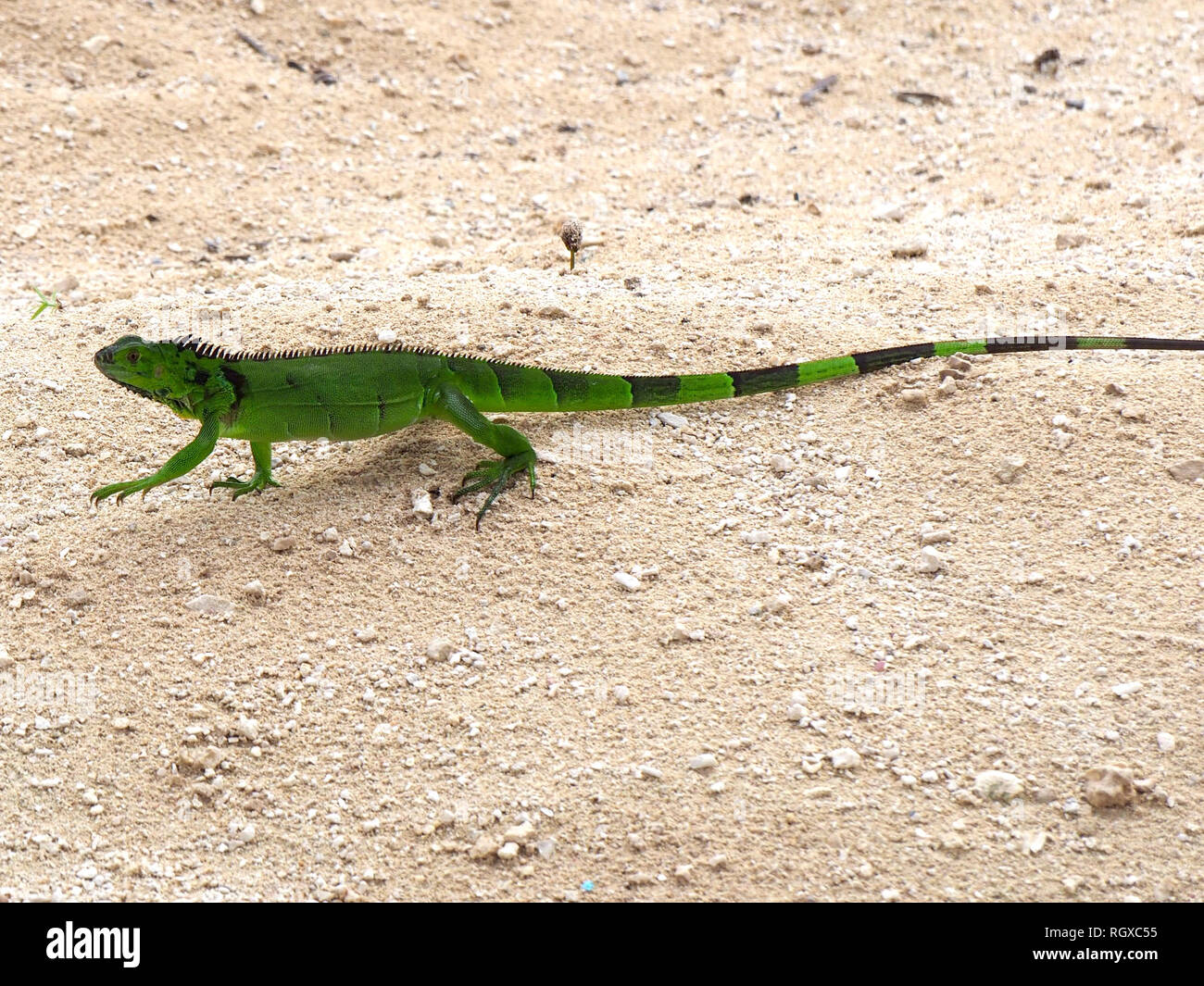 Iguana verde sulla spiaggia, Grand Cayman Island, Caraibi Foto Stock