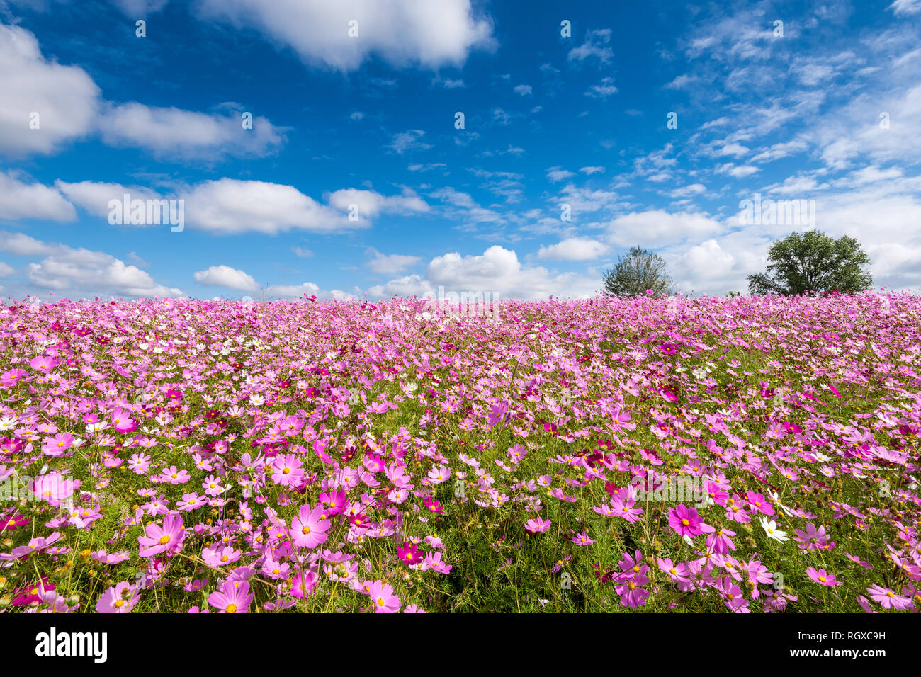 Cosmos fiori di campo e le nuvole in cielo Anseong terreni agricoli Foto Stock