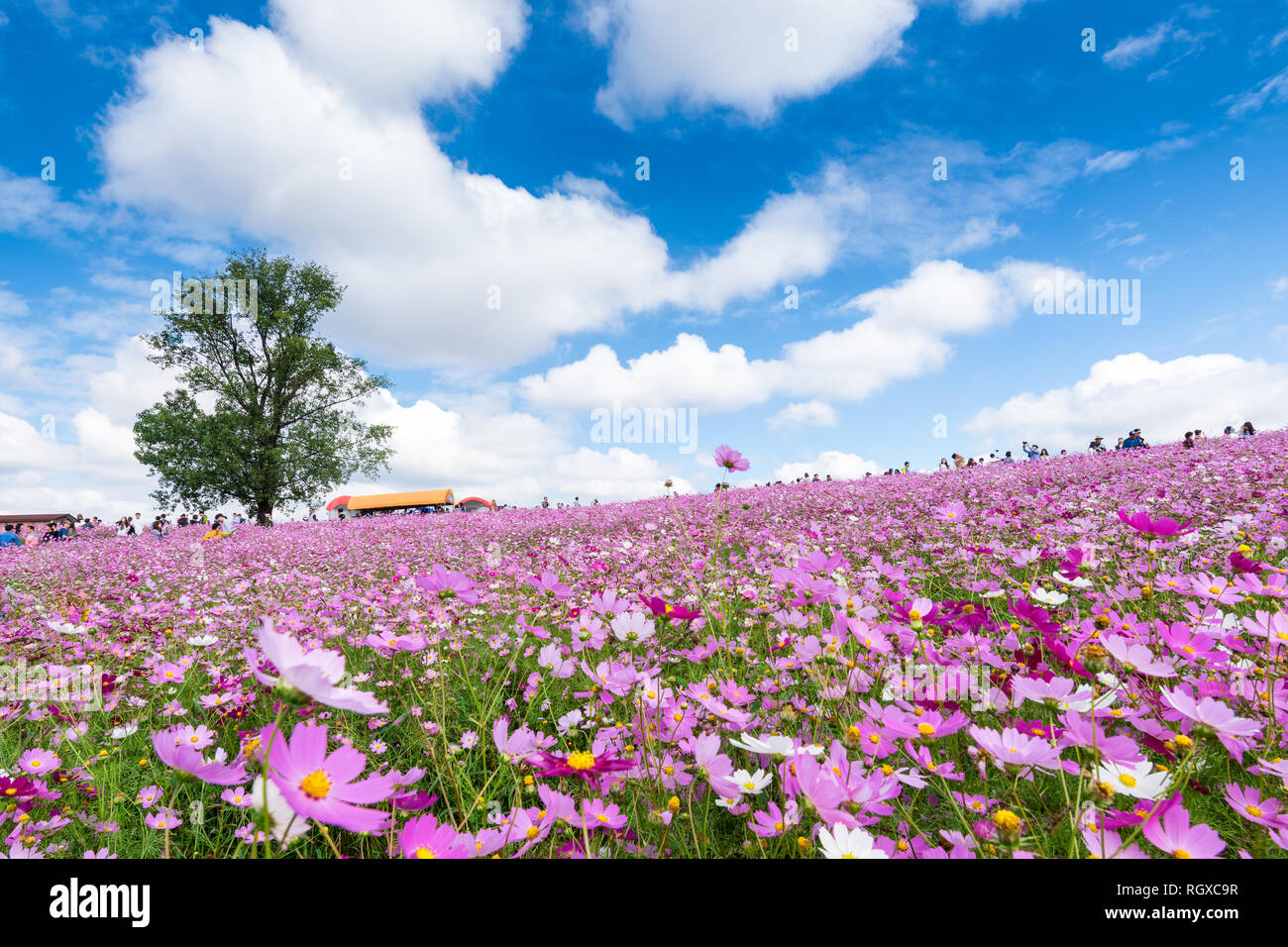 Cosmos fiori di campo e le nuvole in cielo Anseong terreni agricoli Foto Stock