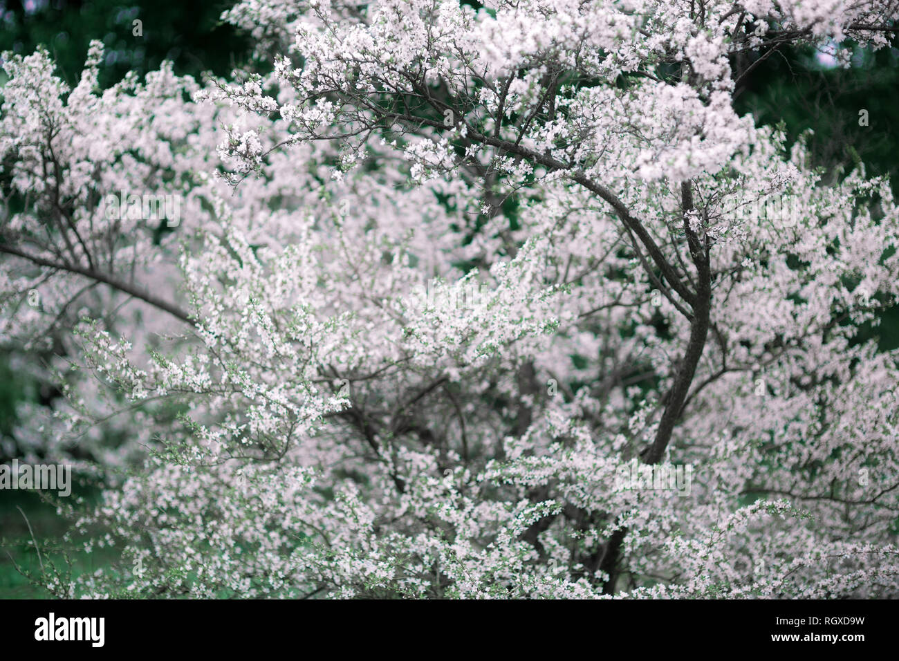 Fiori di Ciliegio. Bellissimo giardino di primavera. Alberi ed erba Foto Stock