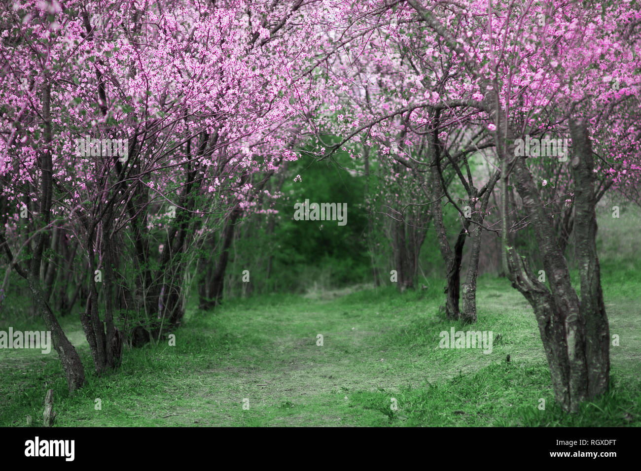 Fiori di Ciliegio. Bellissimo giardino di primavera. Alberi ed erba Foto Stock