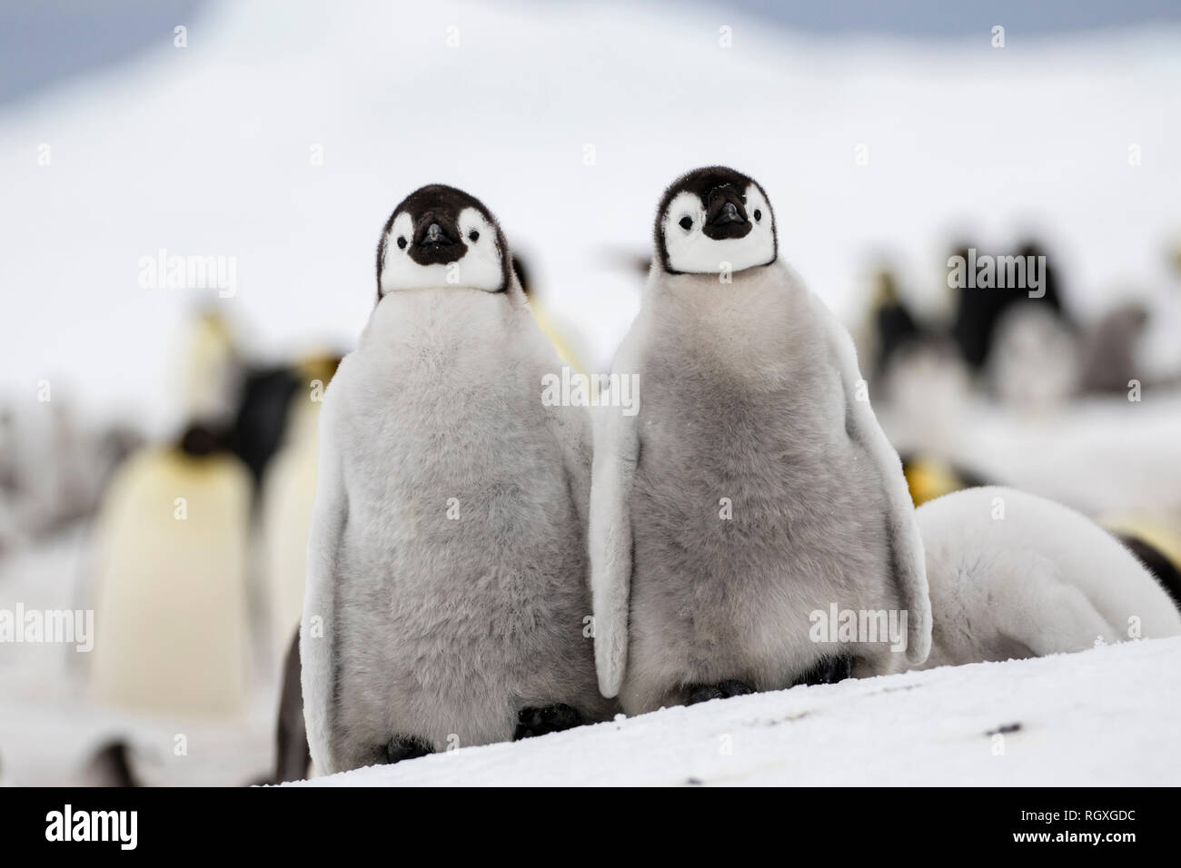 Adorabile pinguino imperatore (Aptenodytes forsteri) pulcini sul mare di ghiaccio a Snow Hill Island, Antartide Foto Stock