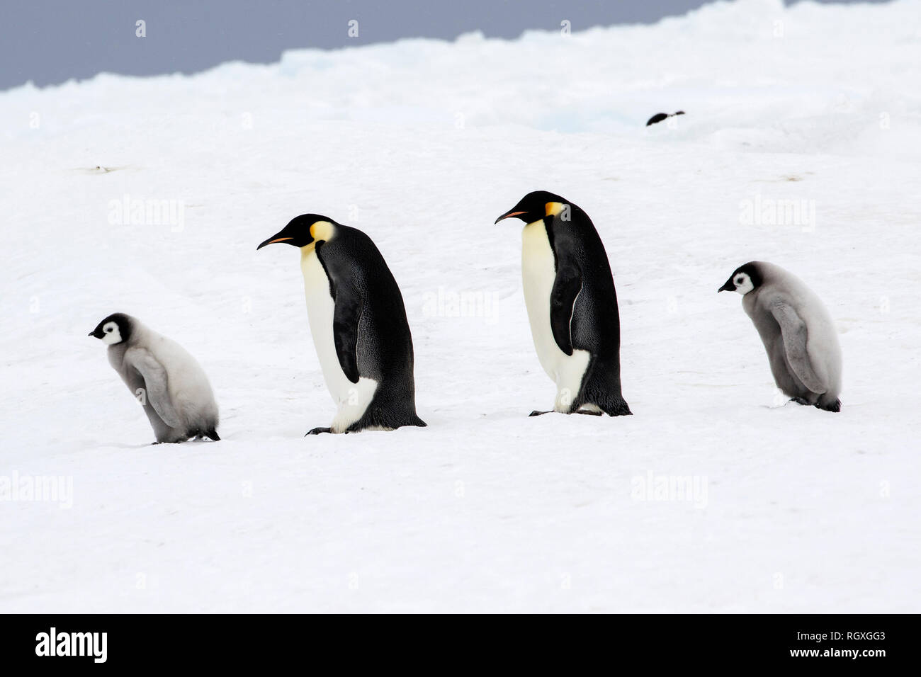 Pinguino imperatore (Aptenodytes forsteri), la più grande specie di pinguino, aumentando la loro pulcini sul mare di ghiaccio a Snow Hill Island, Antartide Foto Stock
