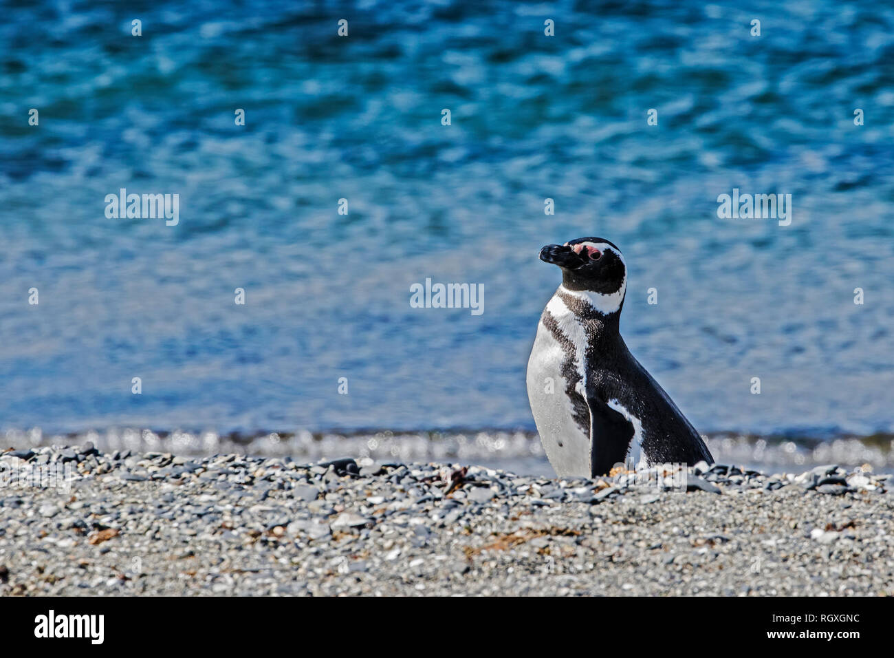 Magellanic Penguin (Spheniscus magellanicus) allevamento su Martillo Isola, Canale del Beagle, Argentina Foto Stock