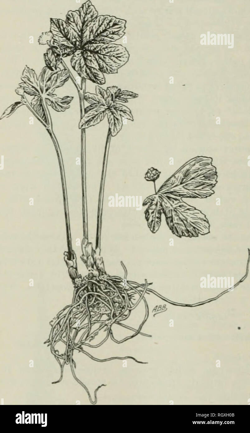 . Bollettino. 1901-13. Agricoltura; l'agricoltura. 32 AMERICAN HOOT DROGA. ha solo due foglie, sembra la forcella in alto. un ramo portante una foglia grande .Tnd altri uno più piccolo e un fiore. Una terza foglia, che è molto più piccola rispetto alle altre due e stemless, occasionalmente è prodotta. Le foglie sono palmately 5 a 9 lobi. i lobi di ampio, acuta, bruscamente e inegualmente dentate, essi sono chiaramente venato sulla superficie inferiore, e al tempo di fioritura, quando essi sono molto wrinliled. Essi sono solo parzialmente sviluppata, ma esse costitui- tinue ad espandersi fino a che non sono da 0 a 8 pollici di diametro Foto Stock