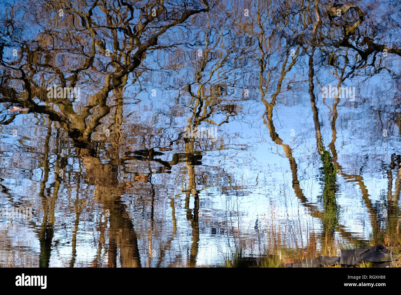 La riflessione di alberi sfrondato su un fiume ancora superficie, SURREY REGNO UNITO Foto Stock