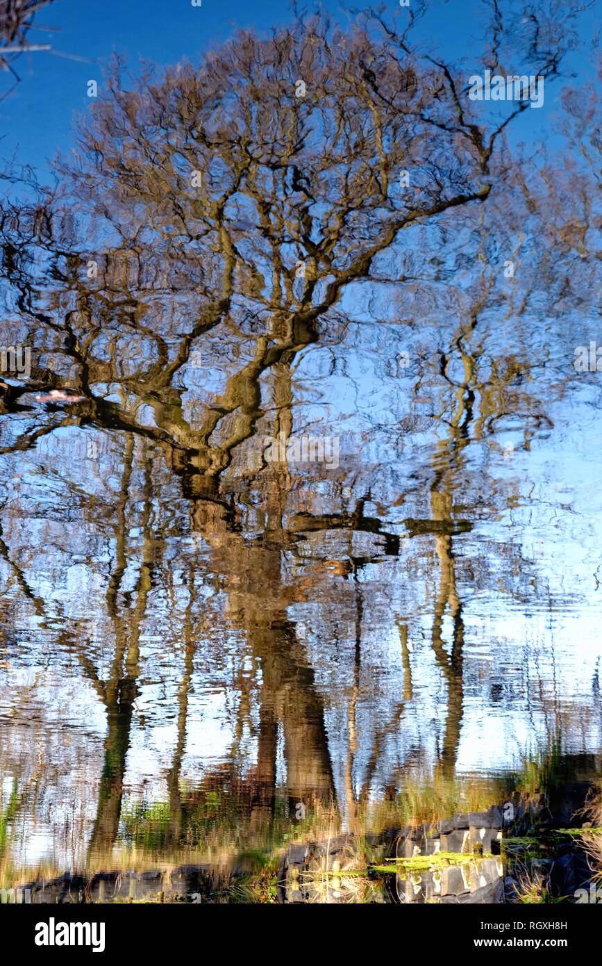 La riflessione di alberi sfrondato su un fiume ancora superficie, SURREY REGNO UNITO Foto Stock