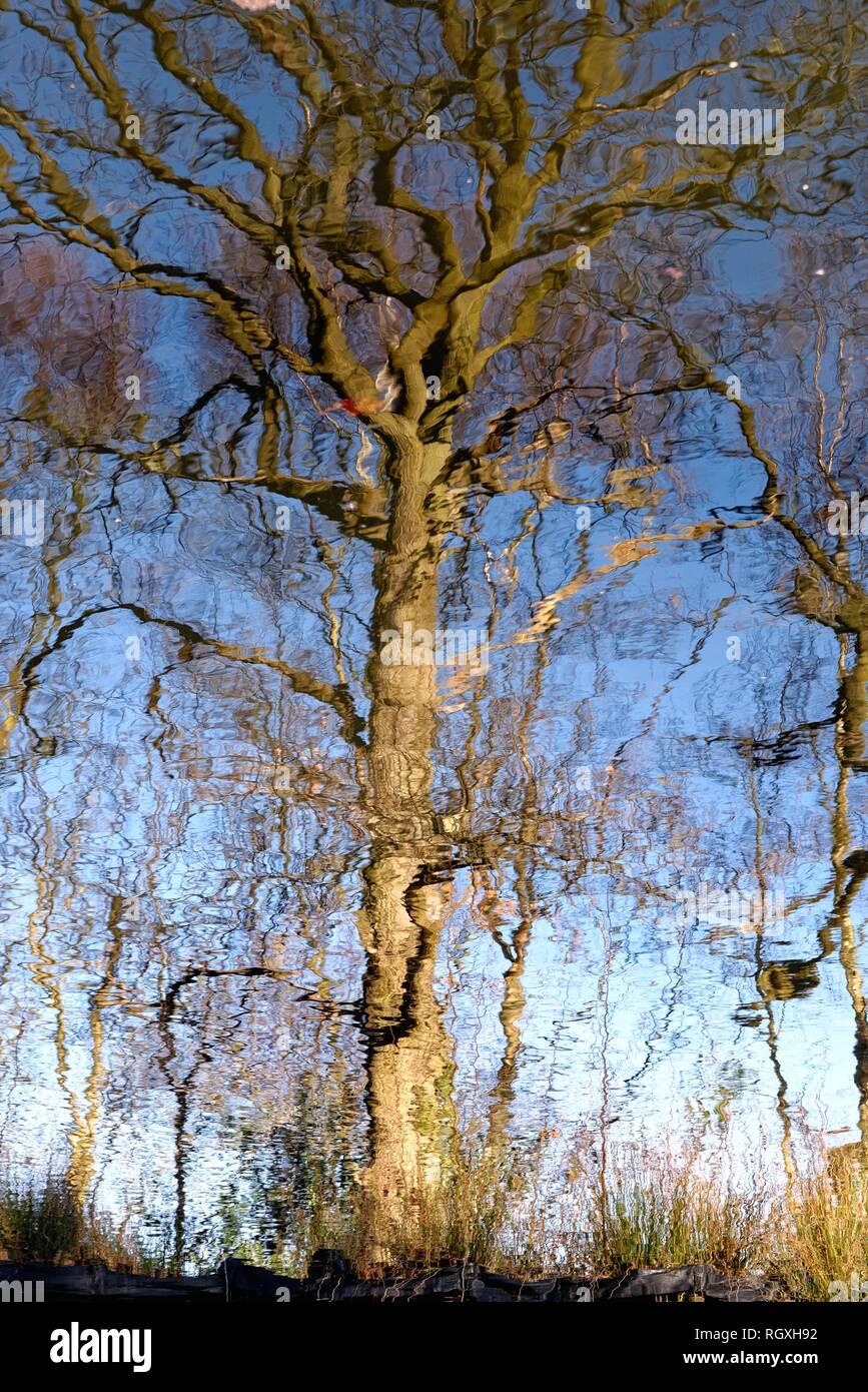 La riflessione di alberi sfrondato su un fiume ancora superficie, SURREY REGNO UNITO Foto Stock