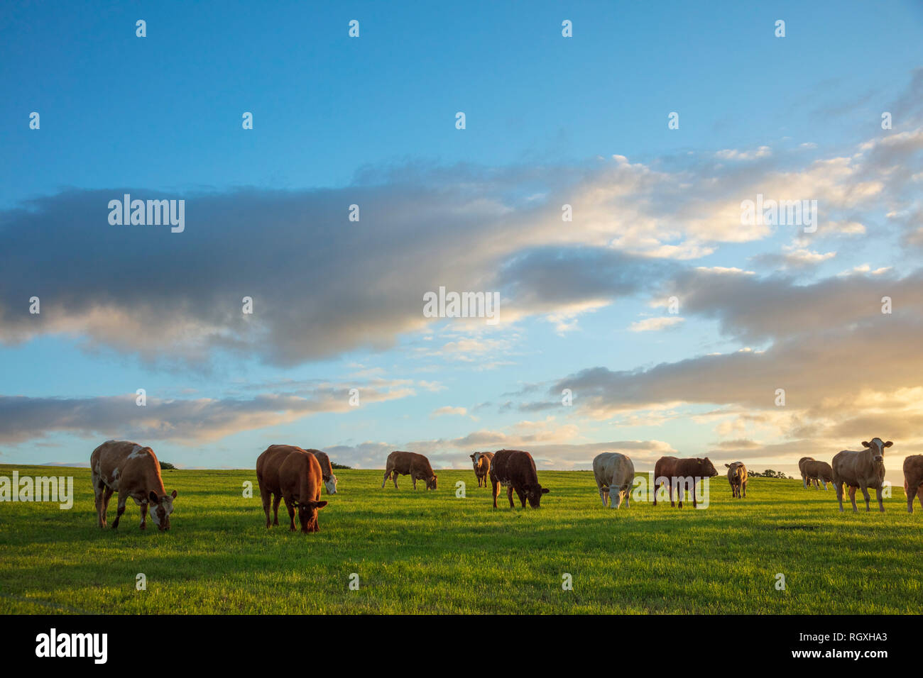 Di sera il pascolo di bestiame in un campo, nella contea di Sligo, Irlanda. Foto Stock