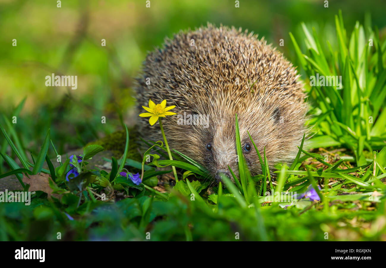 Ricci selvaggi e nativi che si nutrono in un giardino accogliente. Portato all'interno di un nascondiglio faunistico per monitorare la salute e la popolazione di questo mammifero in declino Foto Stock