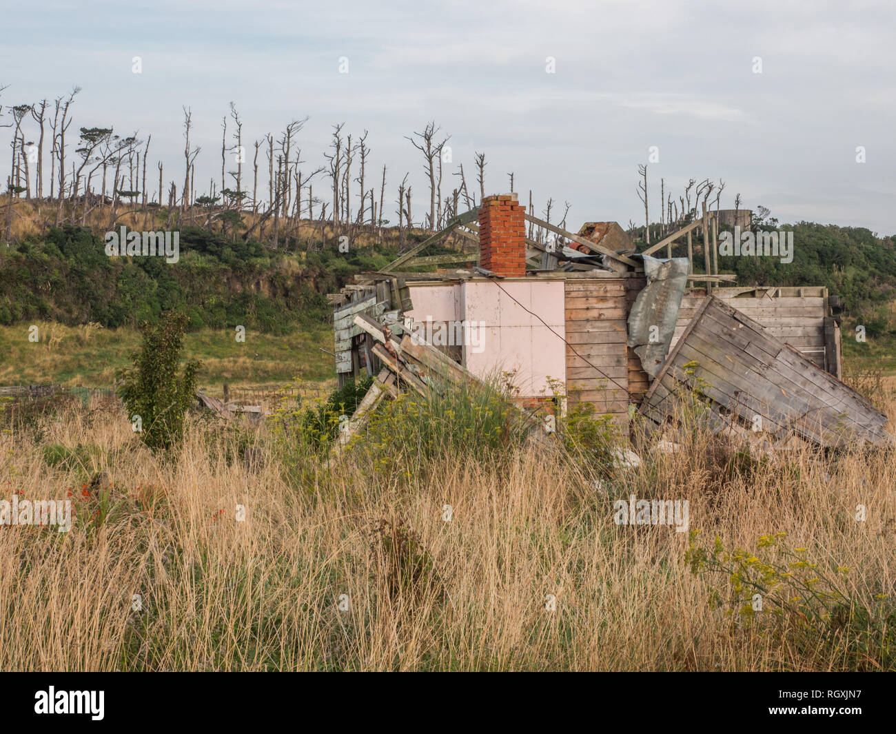Rovine della casa abbandonata, con fila di morti di alberi di pino, Patea, Sud Taranaki, Nuova Zelanda Foto Stock