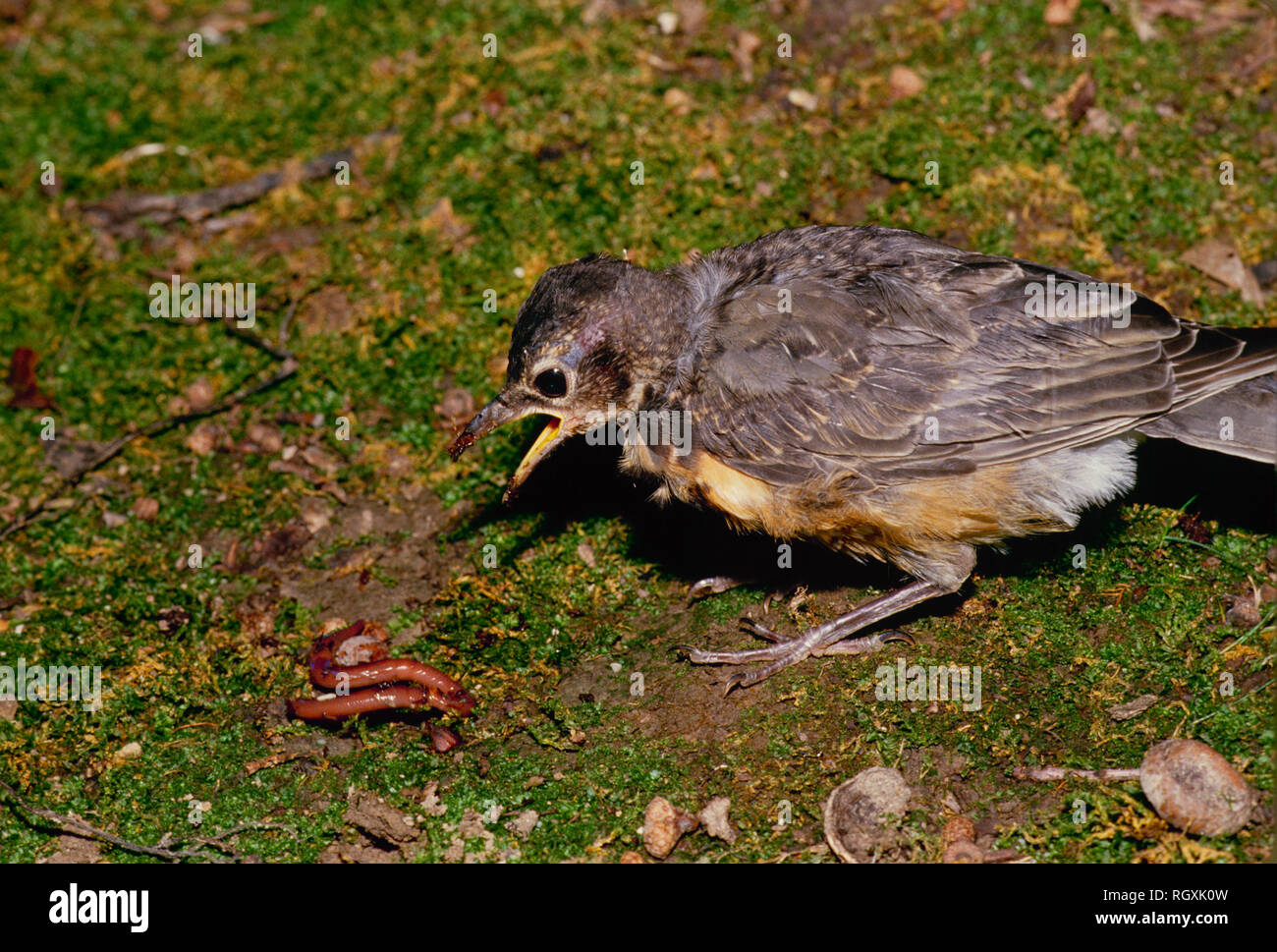 Neonata baby robin, Turdus migratorius, opere di cattura e di mangiare un primo lombrico in giardino moss, STATI UNITI D'AMERICA Foto Stock
