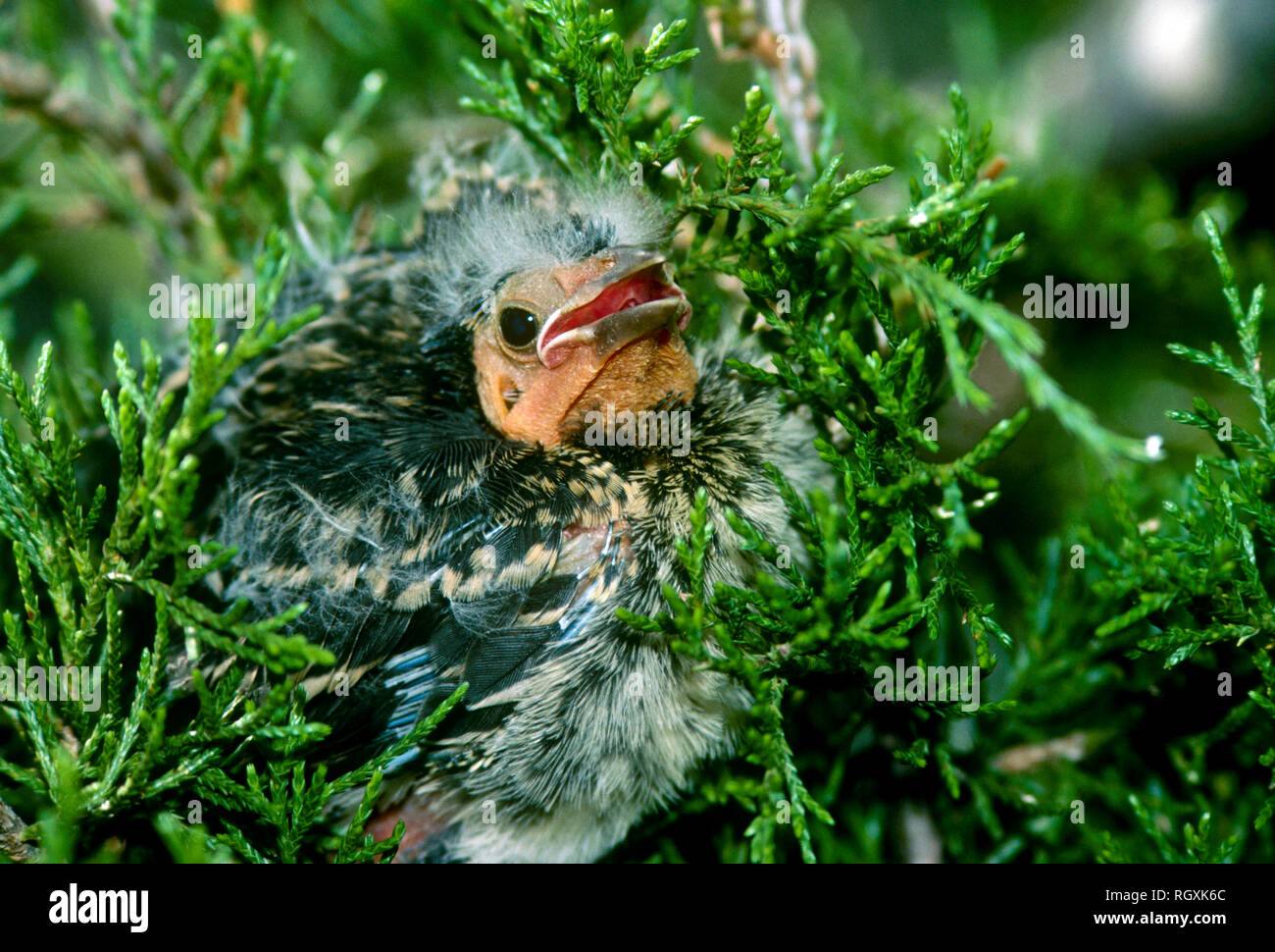 Fuzzy uccellino simpatico baby redwing blackbird sul ramo sempreverde con la bocca aperta, Midwest USA Foto Stock