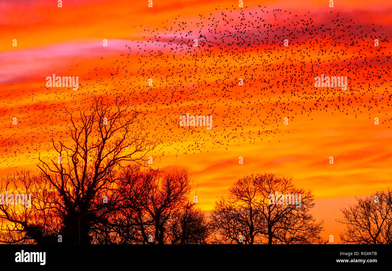 Per gli storni. Un murmuration o Gregge di storni al tramonto in volo a roost in alberi. Fiamma rosso e arancione tramonto con alberi in sagoma scura. Foto Stock
