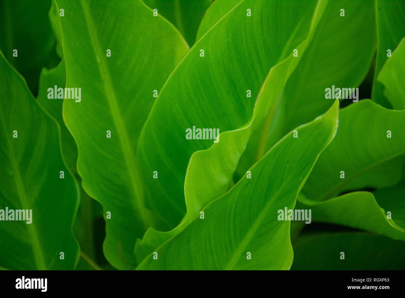 Green le piante a foglia a distanza ravvicinata Foto Stock