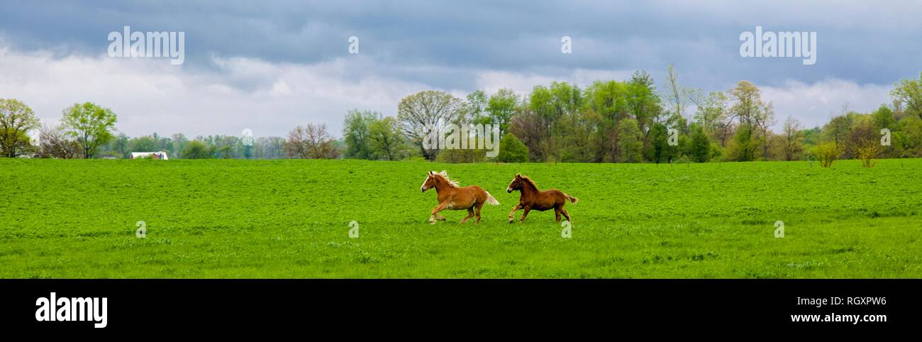 Panoramica dei cavalli in esecuzione sulla fattoria indiana Foto Stock